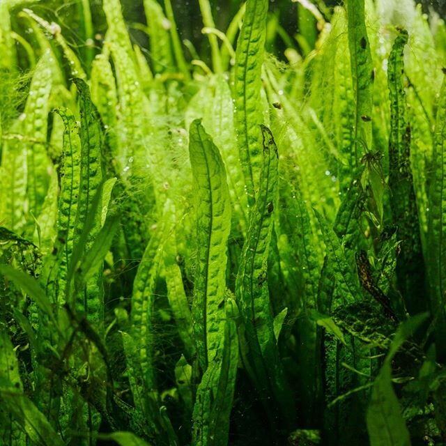 Halidrys siliquosa is the Latin name for the type of seaweed we use in our Atlantic Algae Brightening Serum. This ocean-derived superhero is a natural alternative to retinol. It restores your skin, brightening, and smoothing fine lines and wrinkles. 