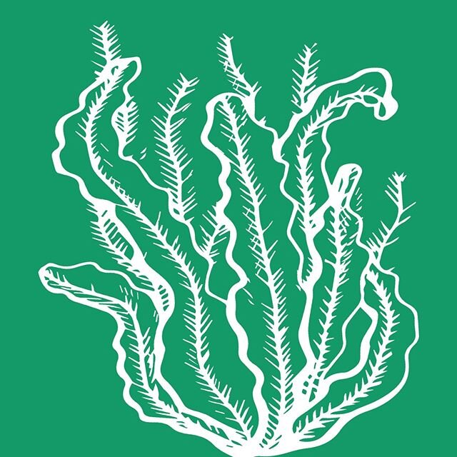 Seaweed! An anti-aging superhero! Seaweed extract is anti-inflammatory and protective against UVA and UVB rays. It is the key ingredient in our Atlantic Algae Brightening Serum.  #amandarossskincare #naturalretinolalternative #brighteningserum #natur