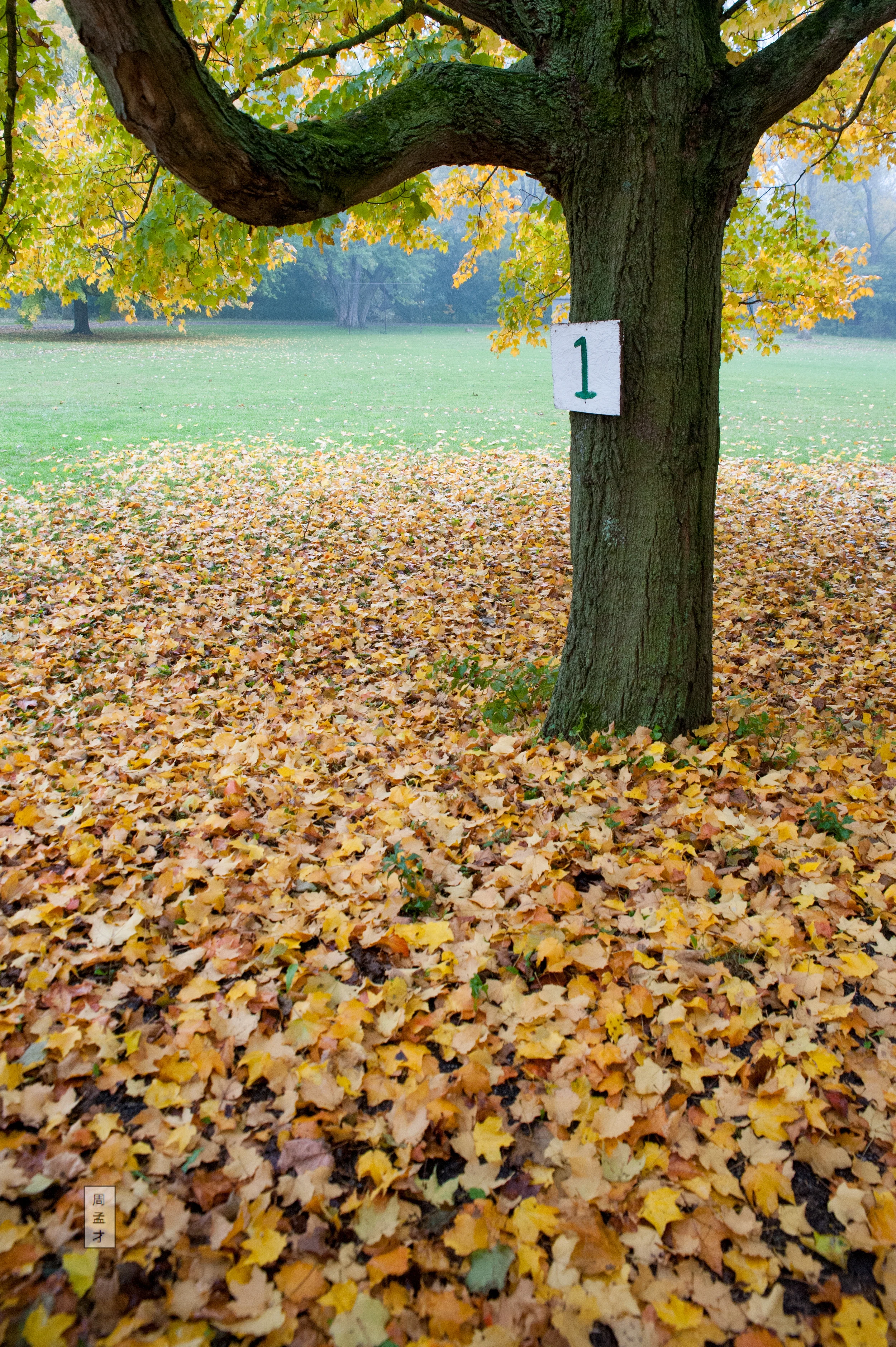Maple #1 autumn