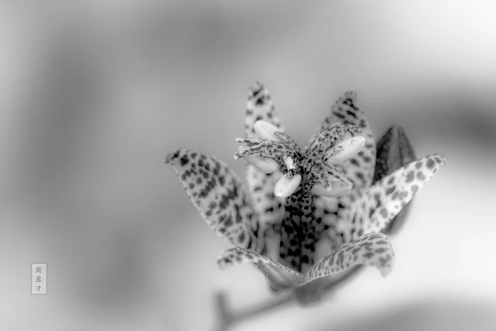 Tricyrtis (Copy)