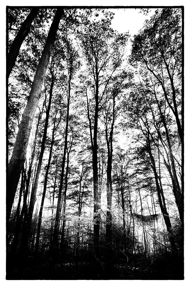 "Standing Tall" inspired by Hidden Valley, Kitchener, Waterloo Region