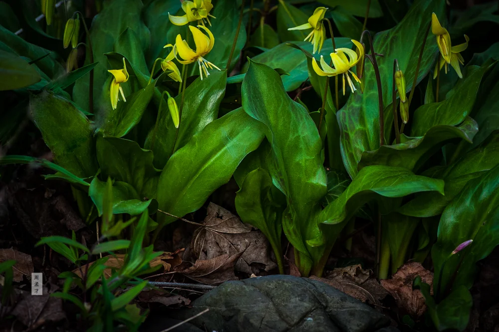 Where Fairies Live