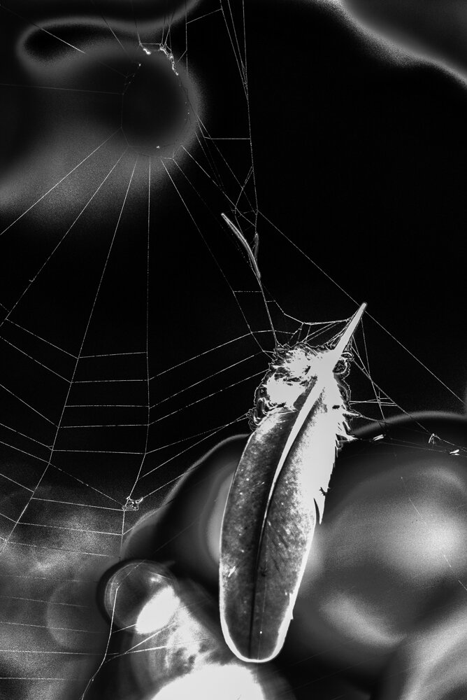 feather in web.jpg