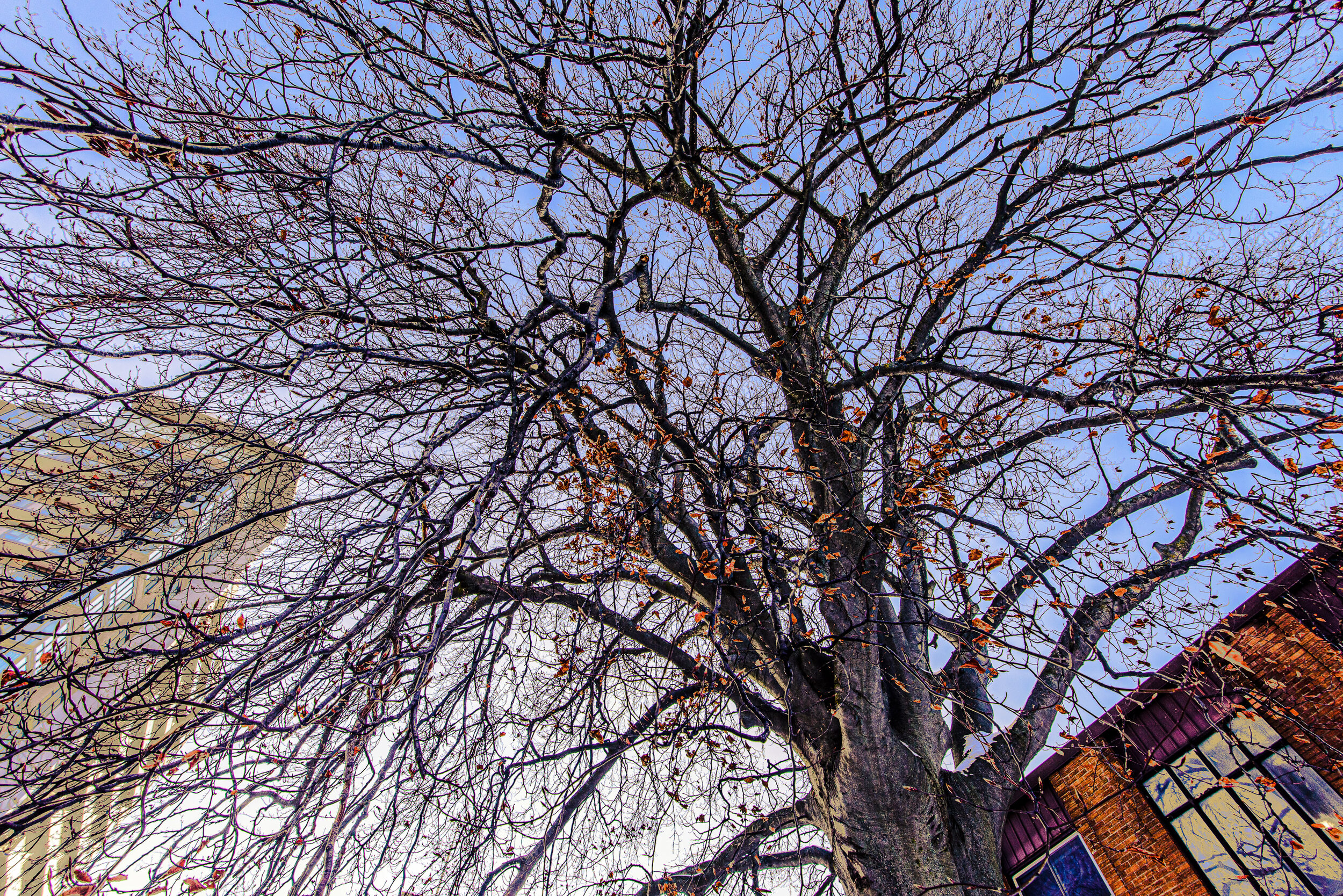 Sanctuary (beech canopy @ 66 Young)