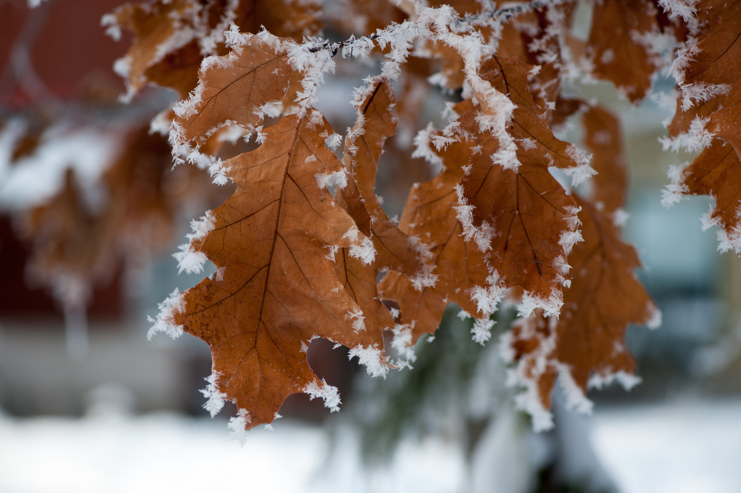 _DSC4374.jpg