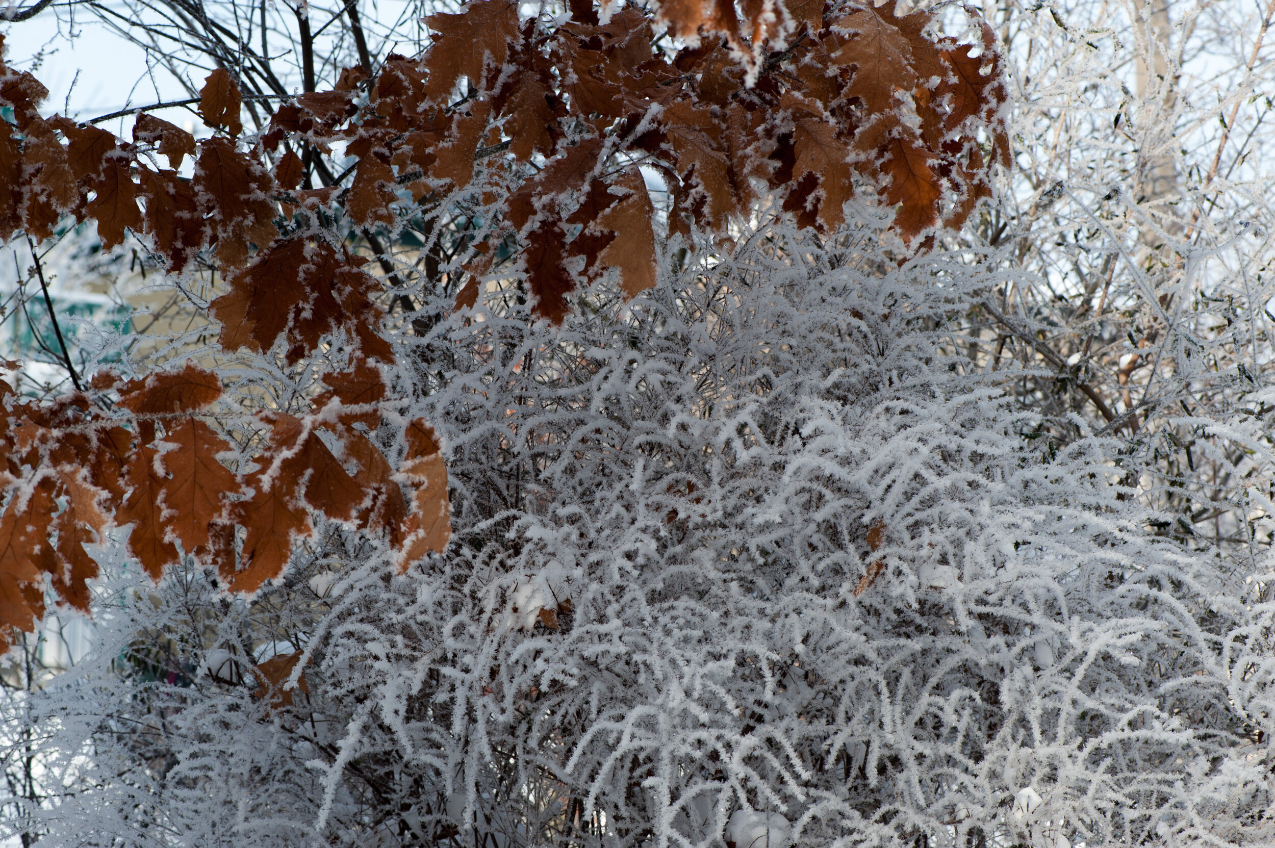 _DSC4388.jpg