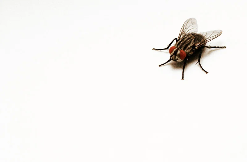 fly