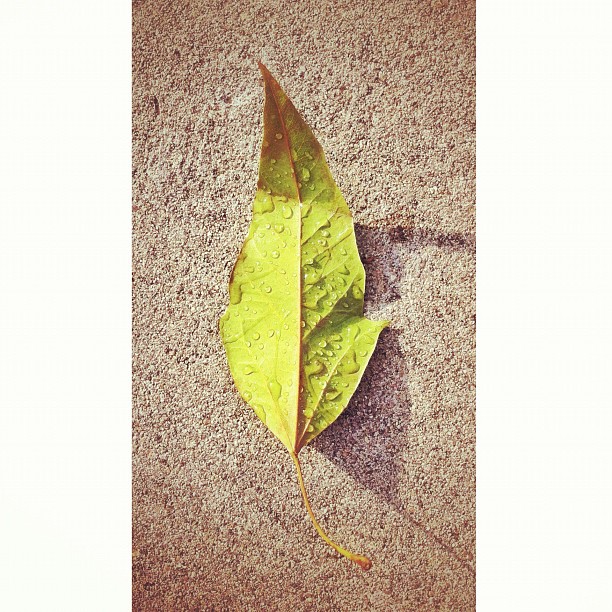 dew