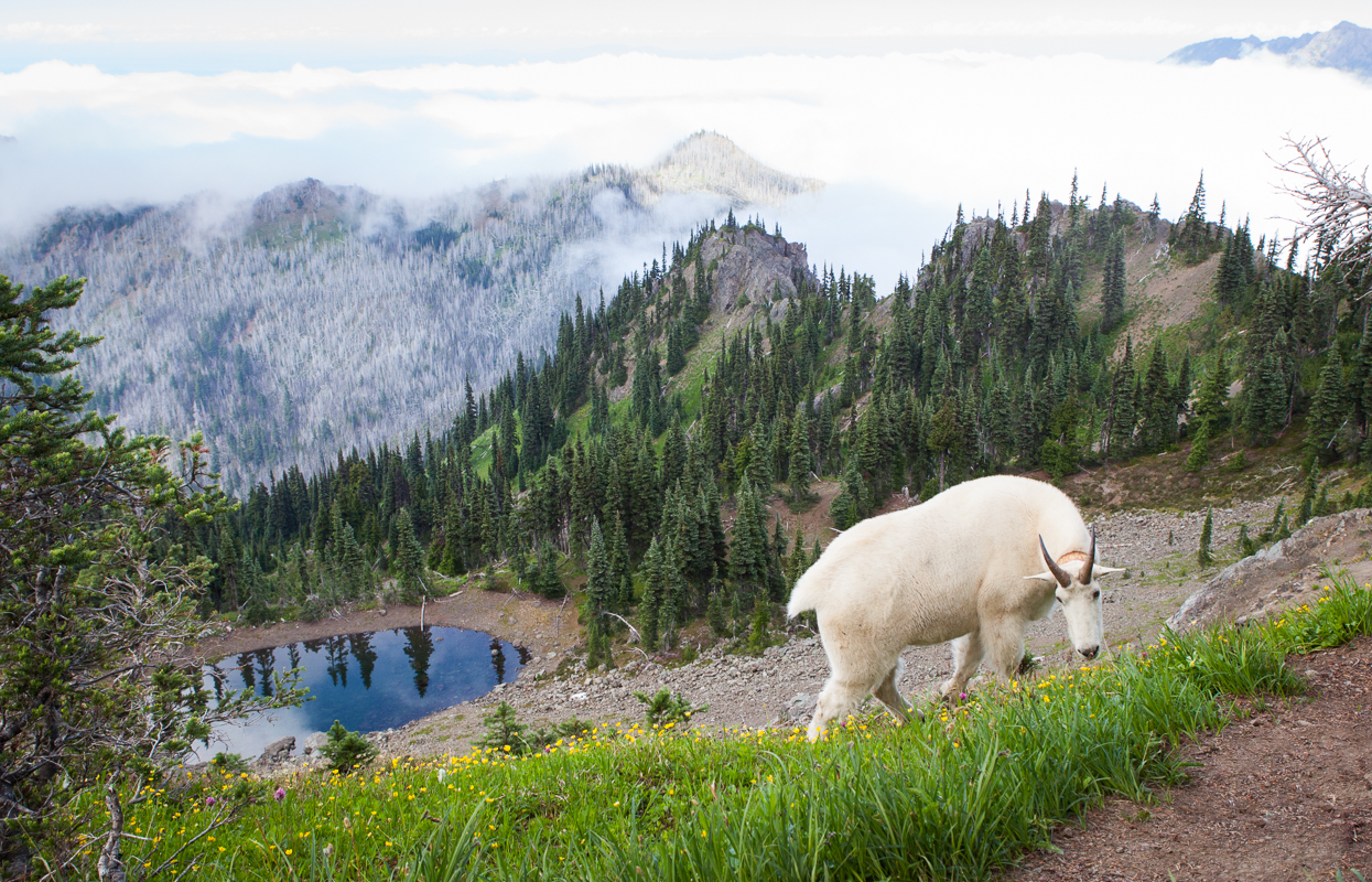  Goat chilling in Hurricane Ridge, Olympic National Park 