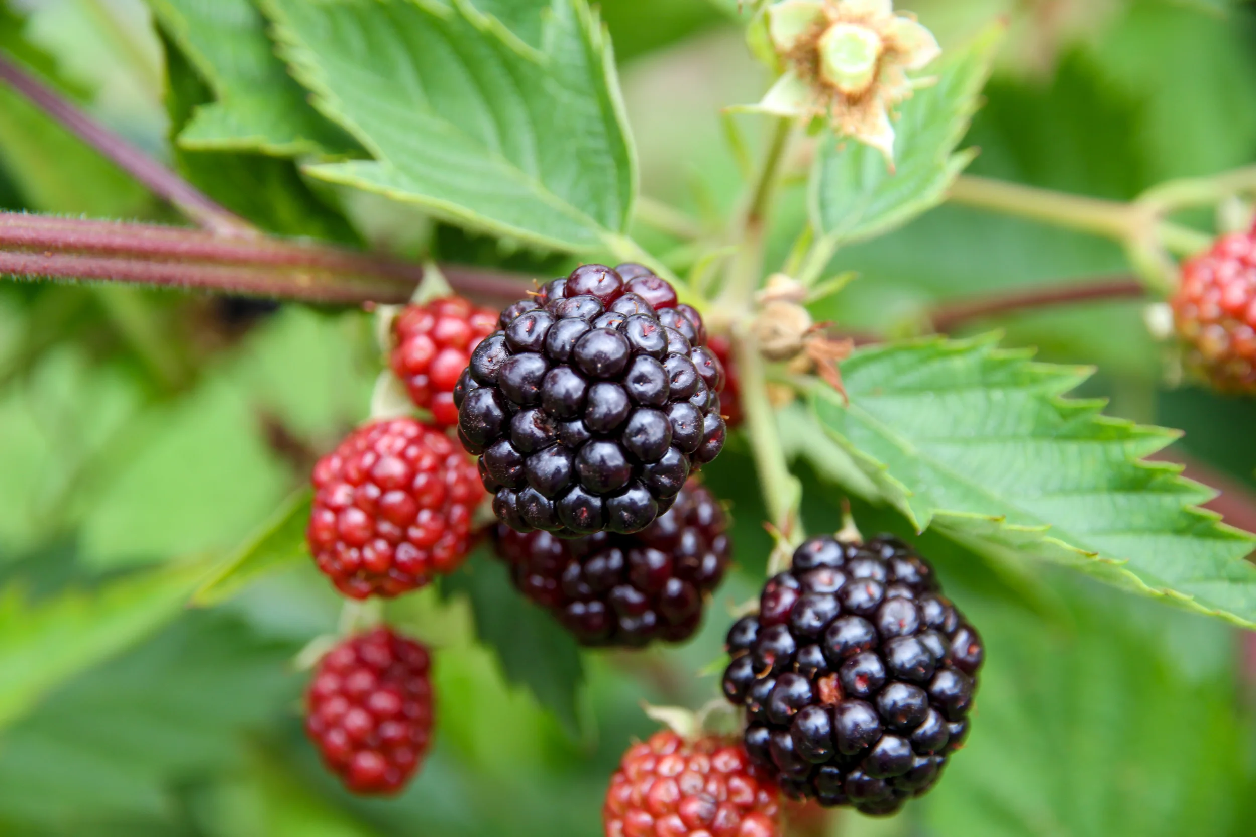 Blackberry picking in Enfield