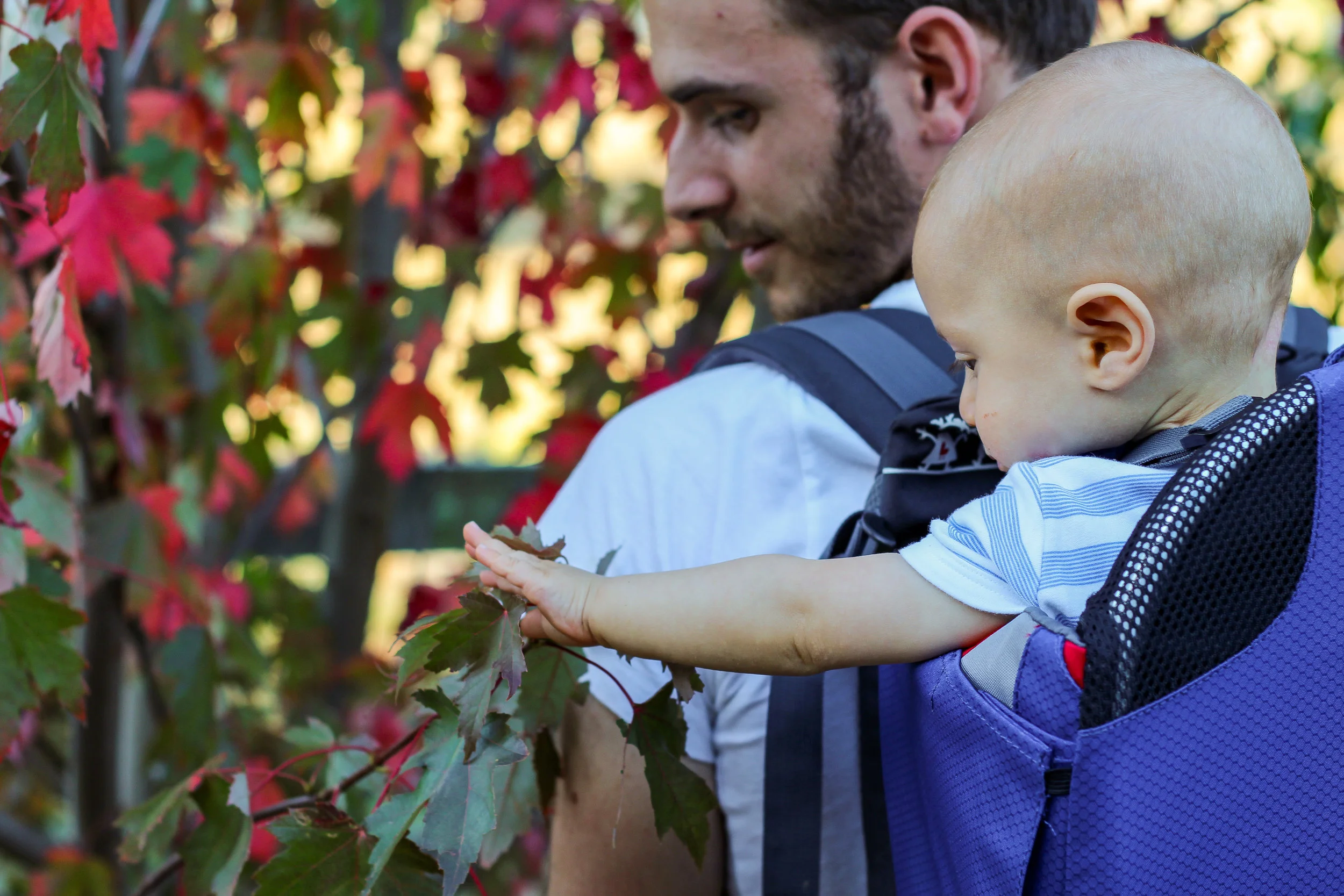 Atticus and Autumn leaves