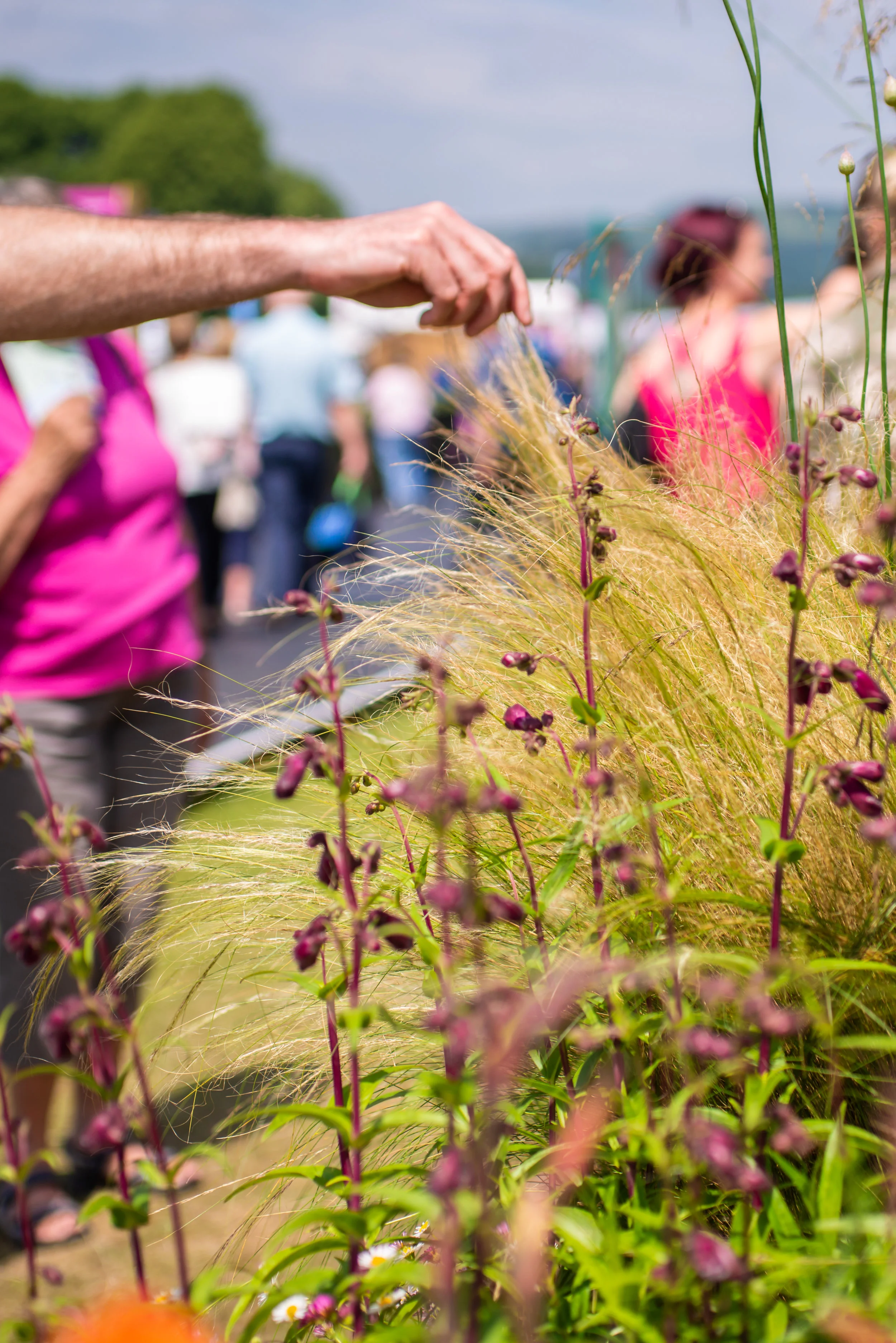 RHS Chatsworth- Summer Breeze - 45 (re1).jpg