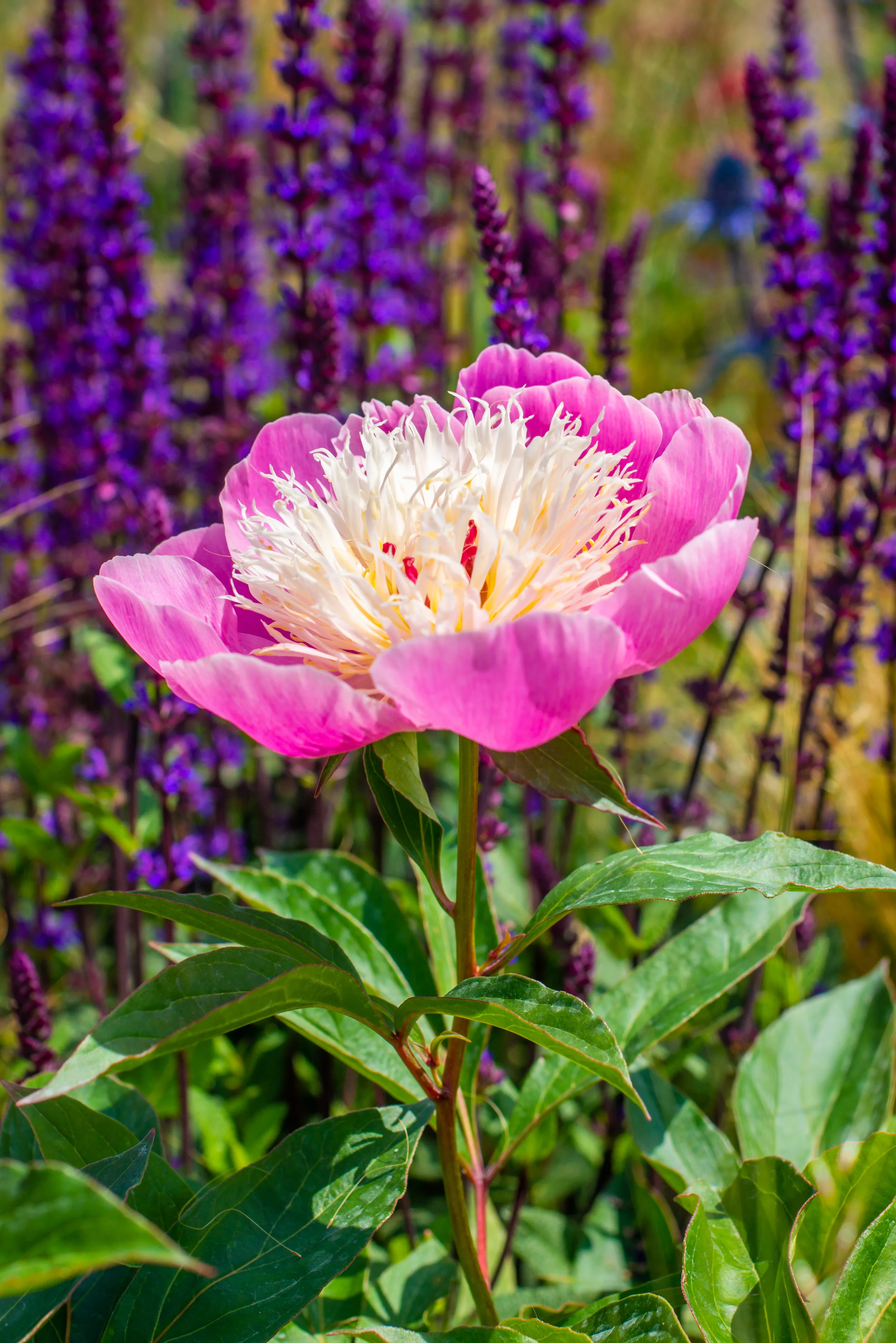 RHS Chatsworth- Summer Breeze - 67 (re).jpg