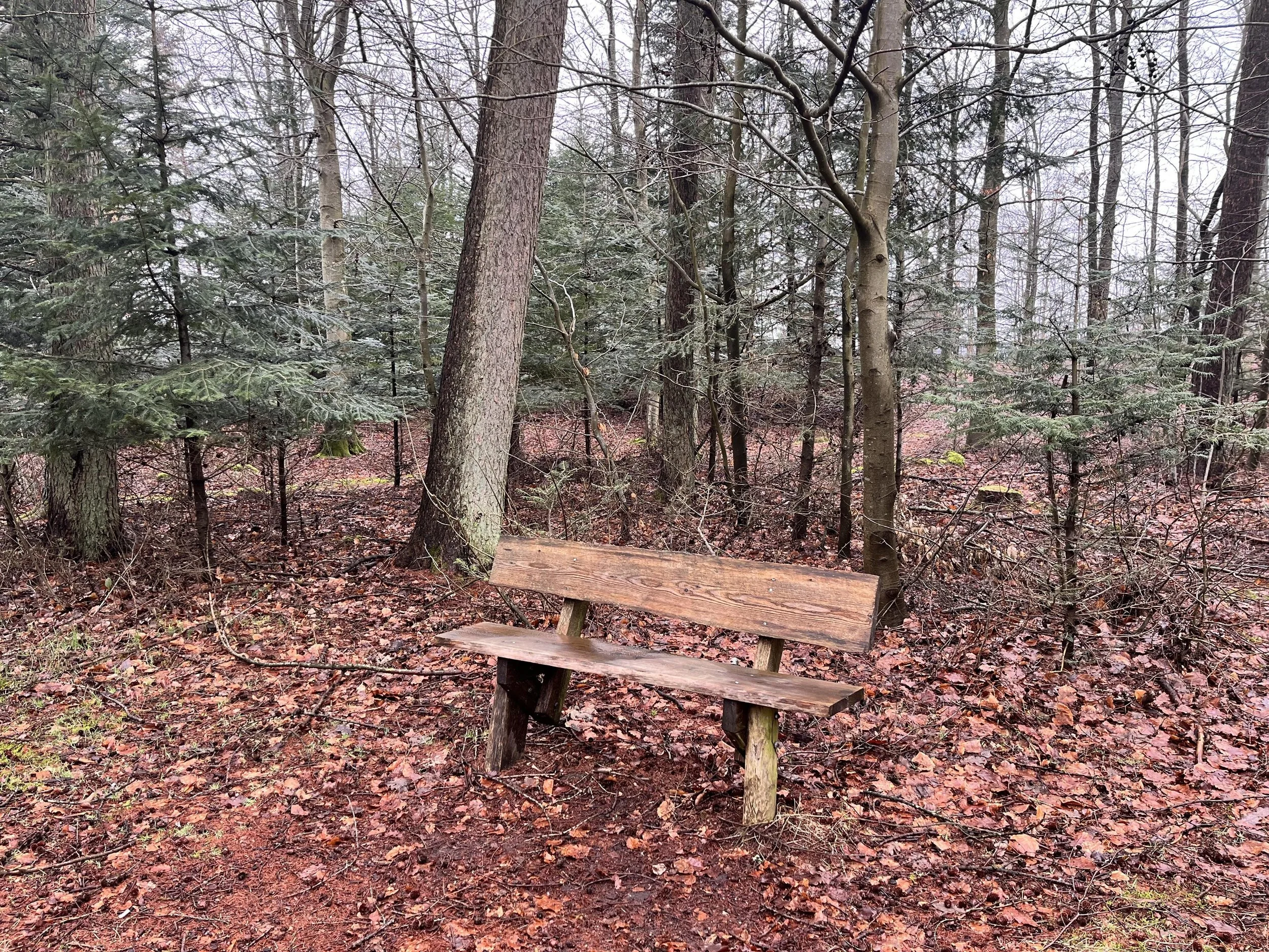 Bench.jpg