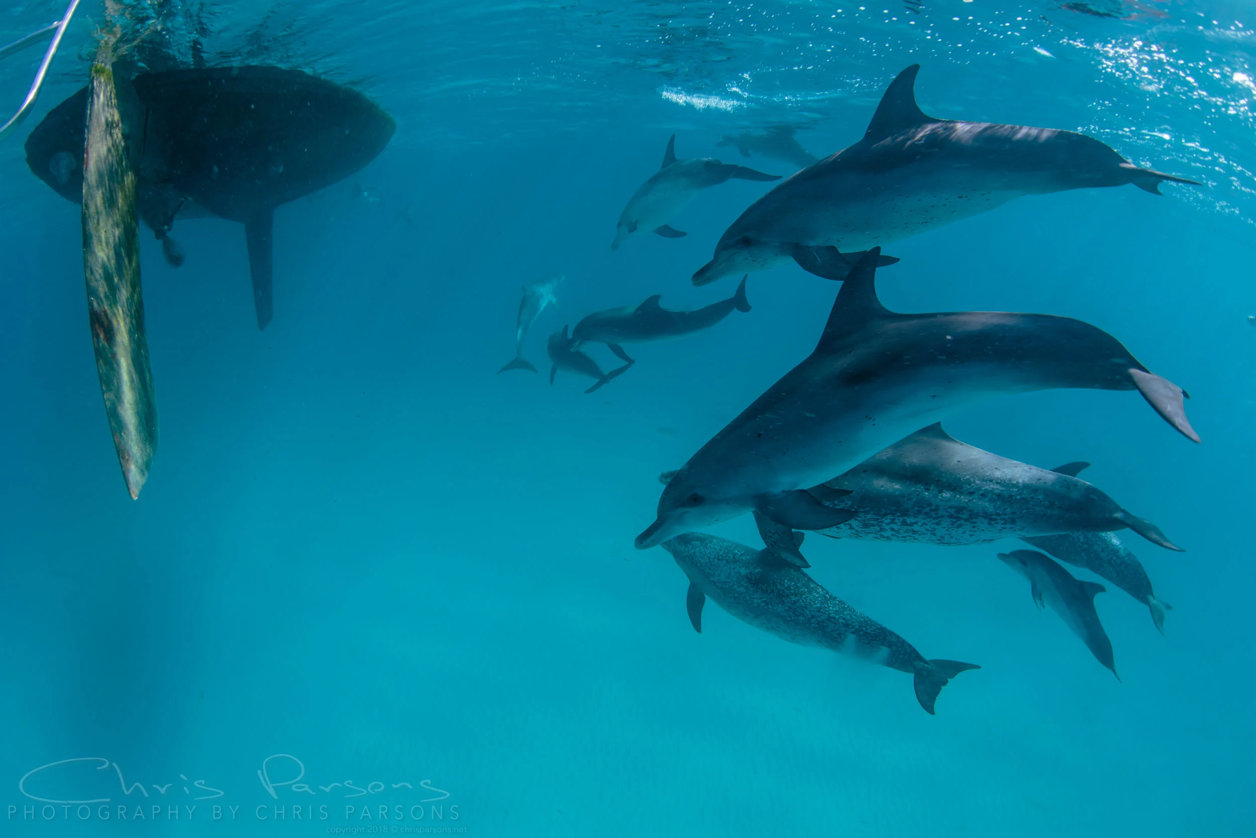 Atlantic Spotted Dolhins following our sailboat. Note the little baby at the lower right. He wanted to play, but mom kept him close at hand. 