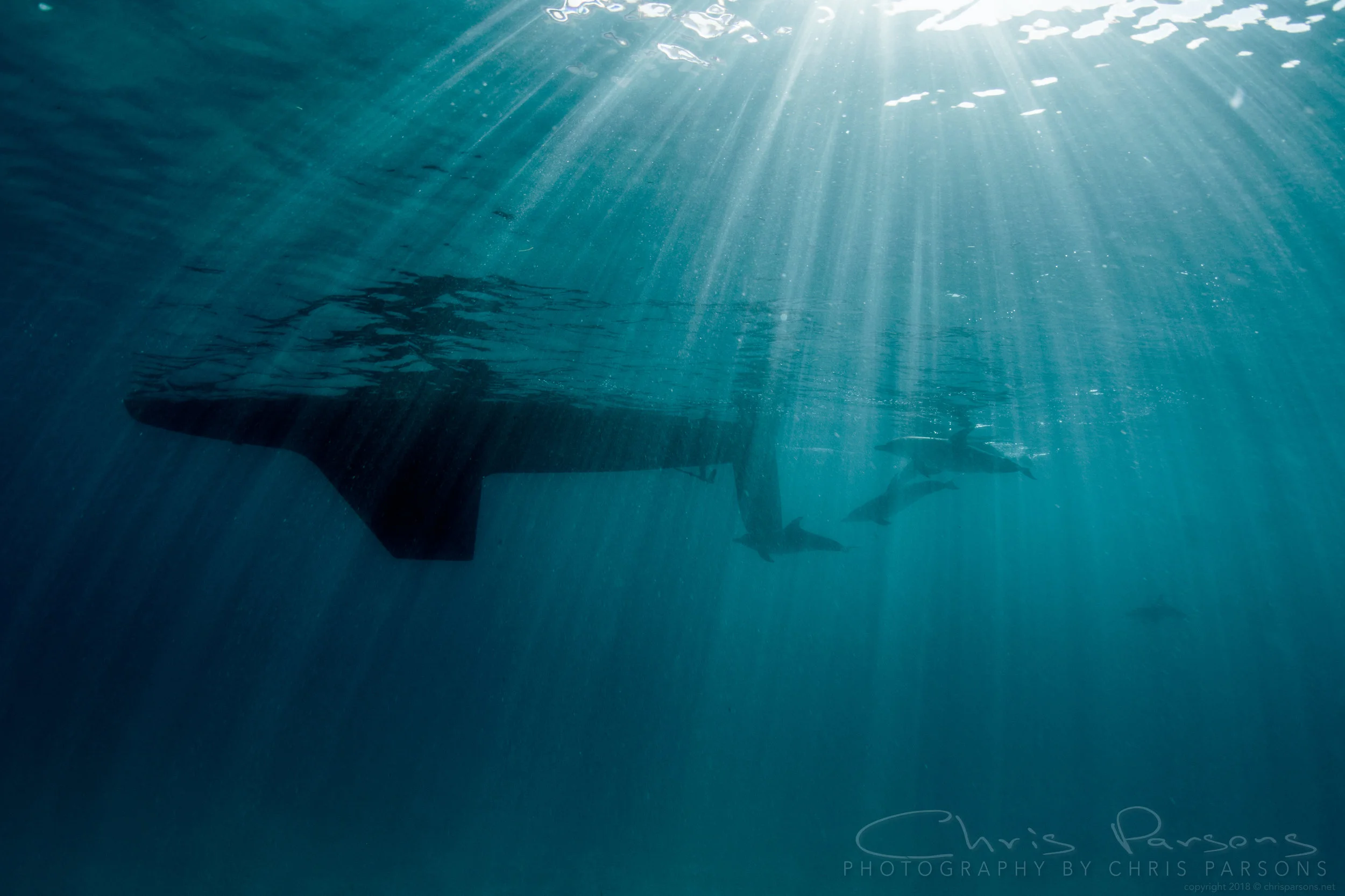 Dolphins chasing the boat in the morning sun rays.
