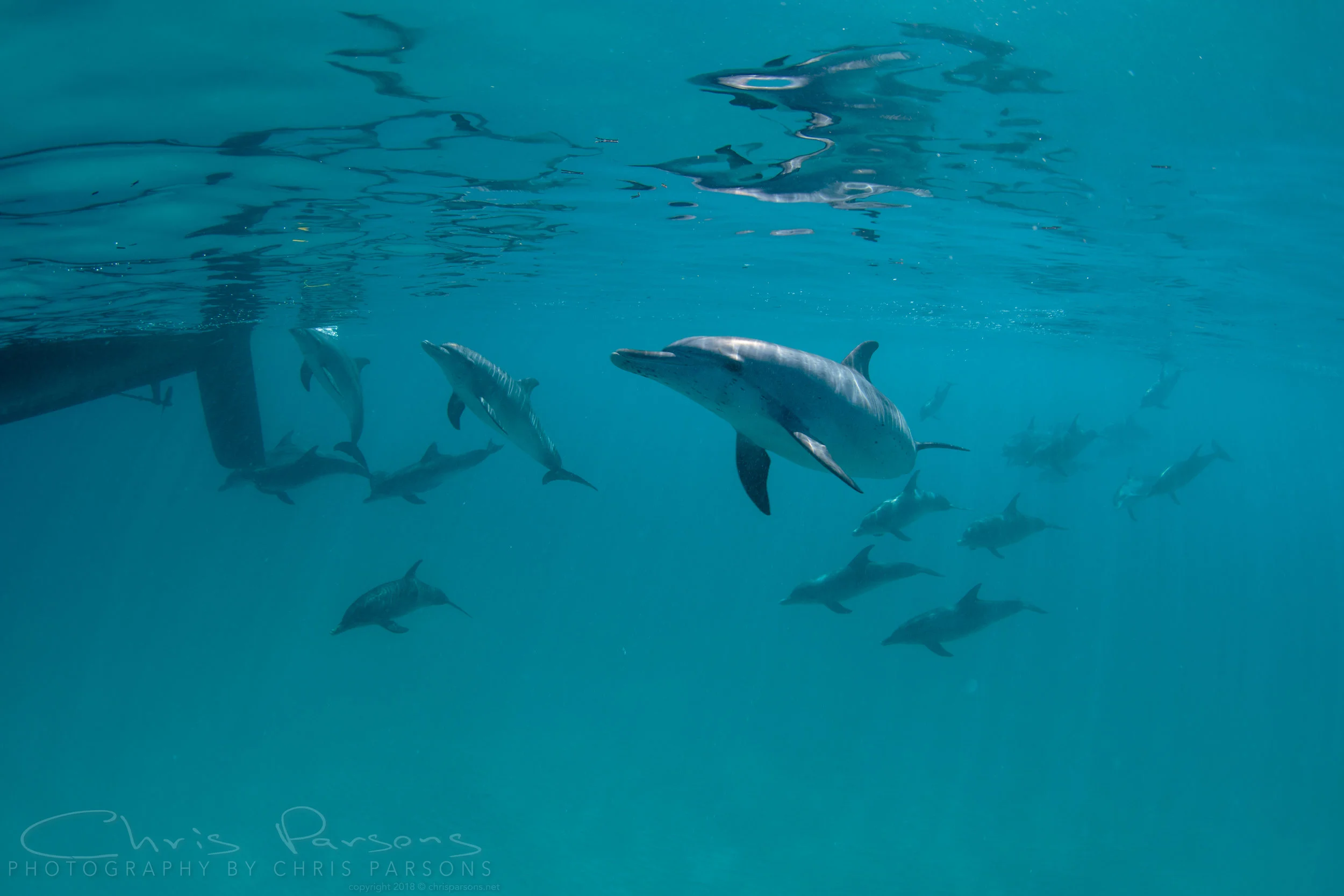 The pod of dolphins following along with the boat. Note the one just aft of the rudder who popped up to say hello to Rima. 
