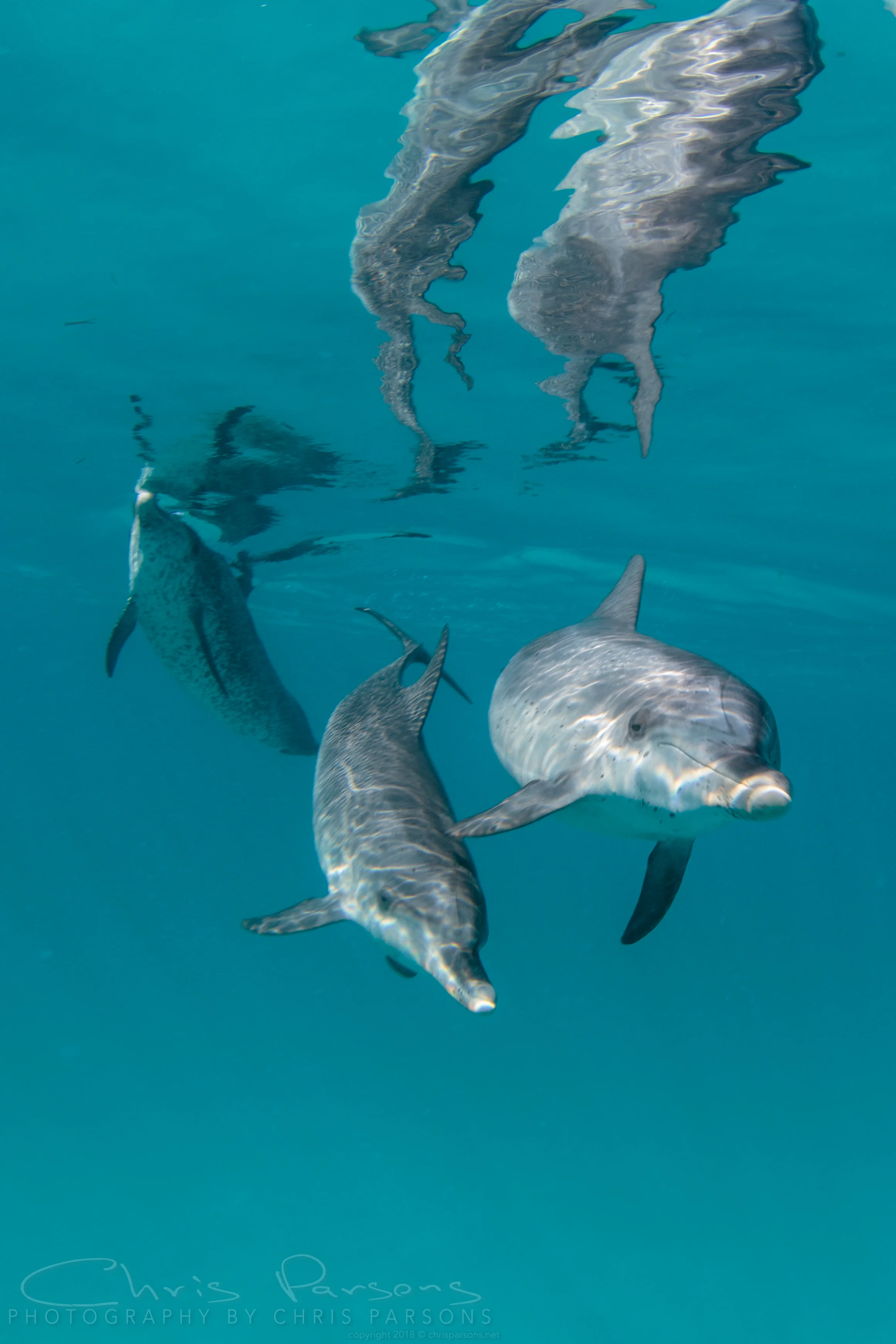 This was my third time over the past 20 years that I was fortunate to be in the water with dolphins. I remember each of the 3 times with great fondness. 