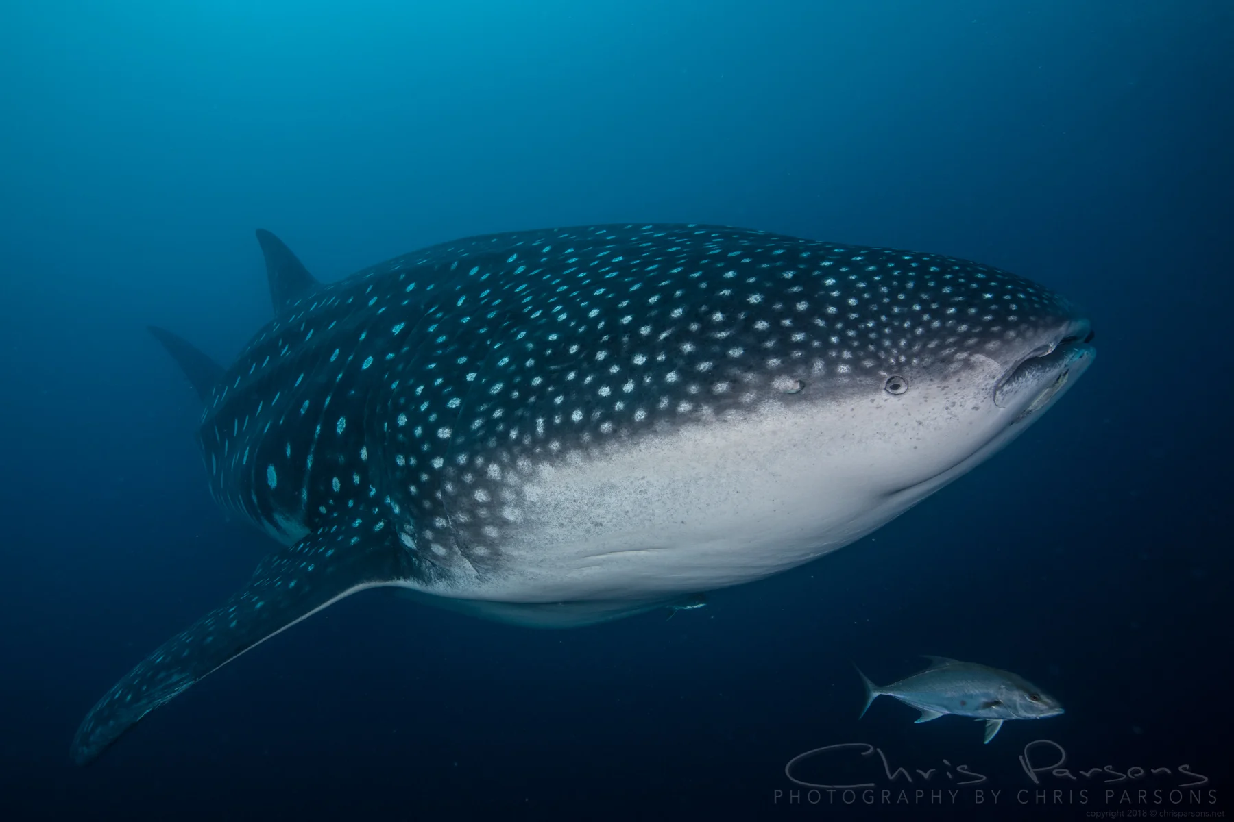 Mrs. Whaleshark. She's about as big as a school bus.