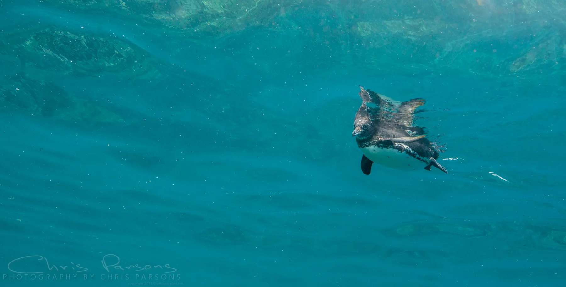 A little Galapagos Penguin checks out our group.