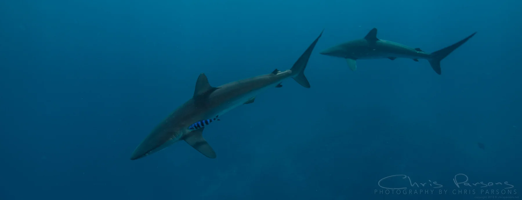 A pair of silky sharks hanging out near the Galapagos Sky.