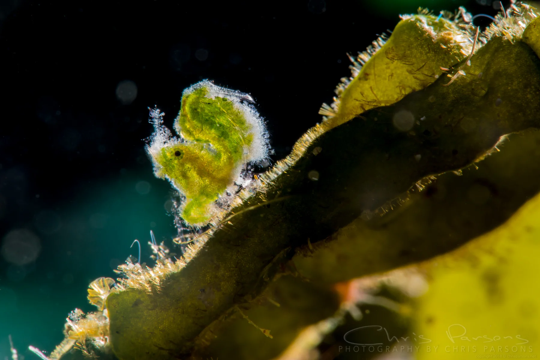 The super tiny green shrimp with backlighting. 