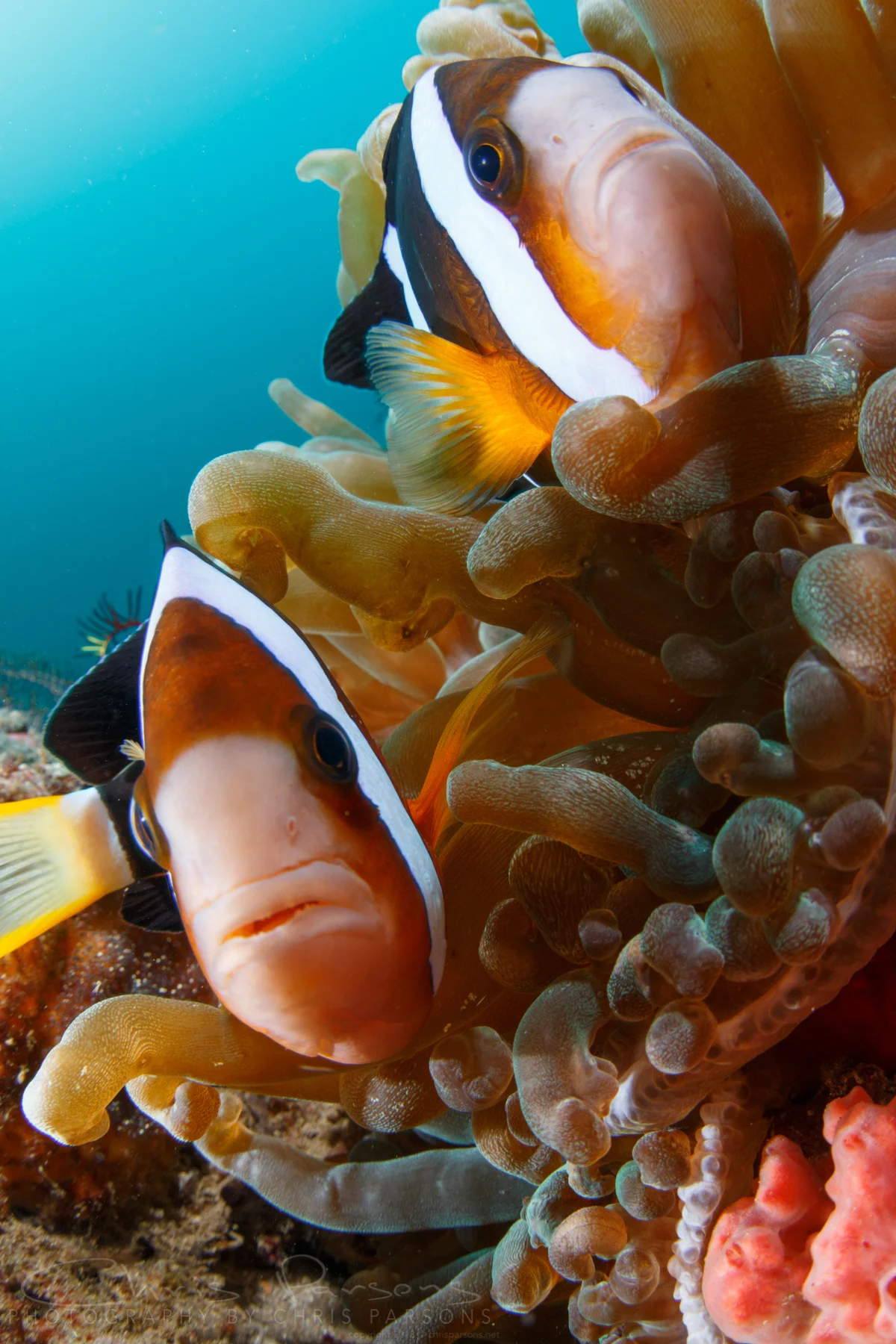 With lots of smaller subjects and beautiful reefs, Anilao is also ideal for close-focus, wide-angle work. 