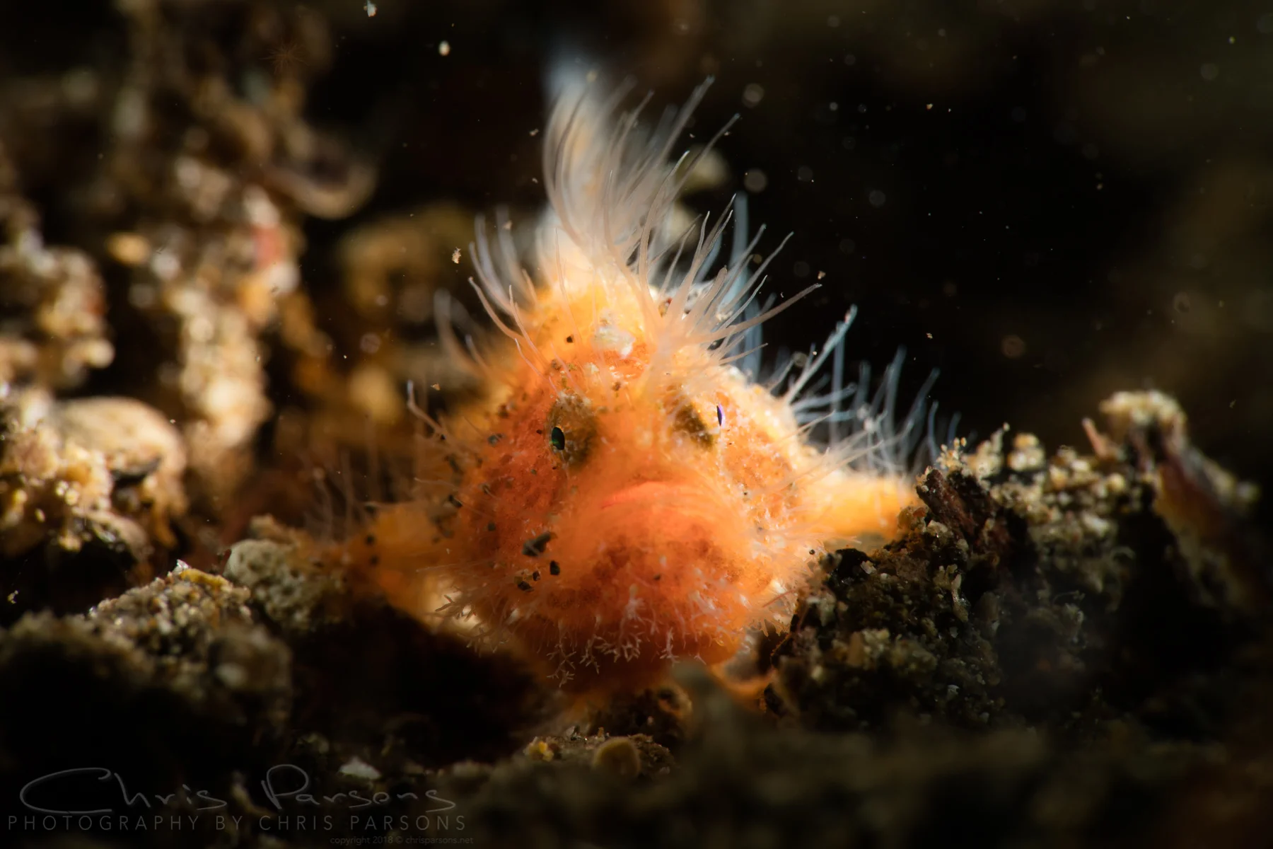 A little side and back lighting make the hairs on this small frogfish stand out, and almost make him glow. 