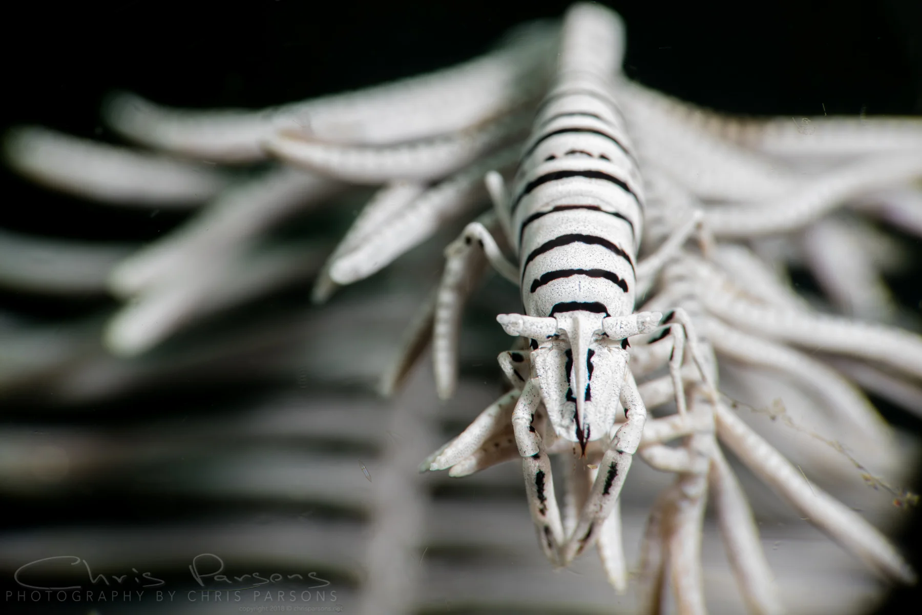 These little crinoid shrimp are tough to shoot as they shy away from the lens and blend so well with their hosts. 