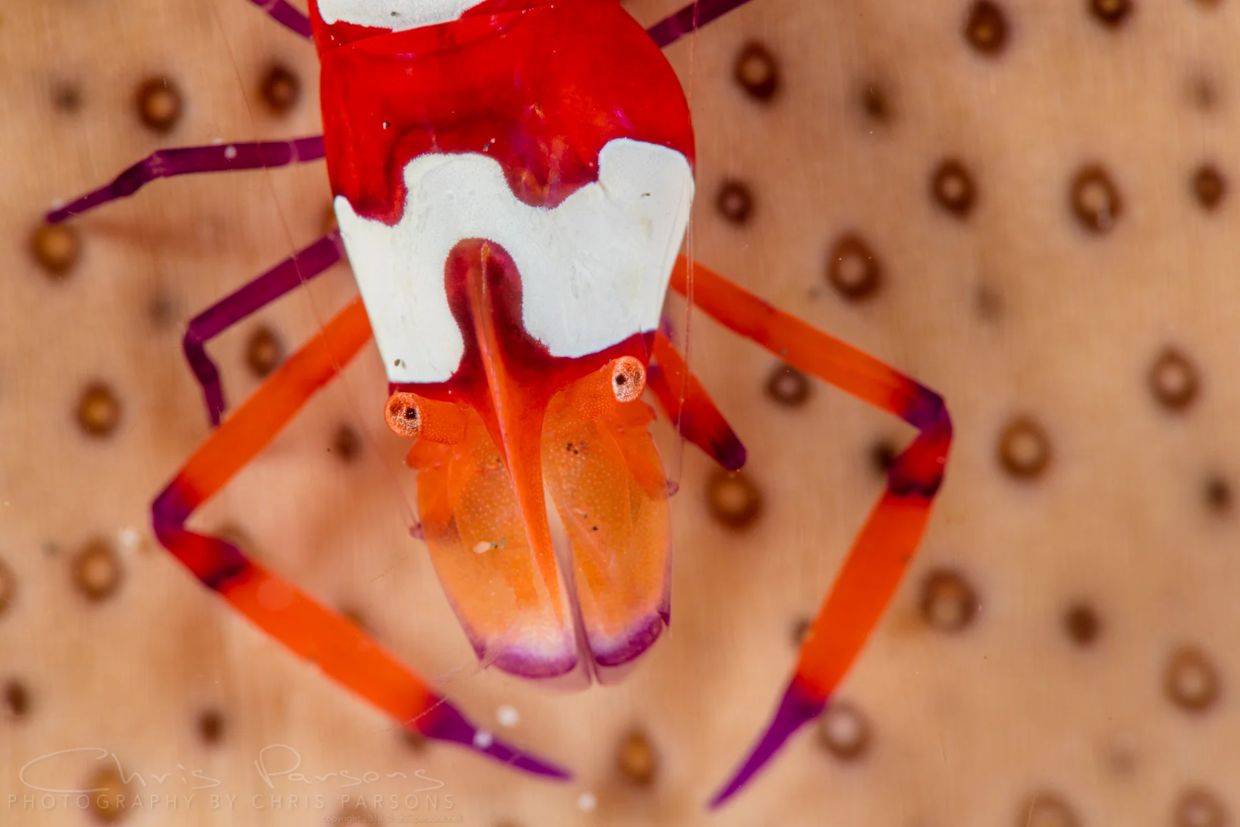 An emperor shrimp taking a ride on a sea cucumber at the Anilao Pier during a night dive. 