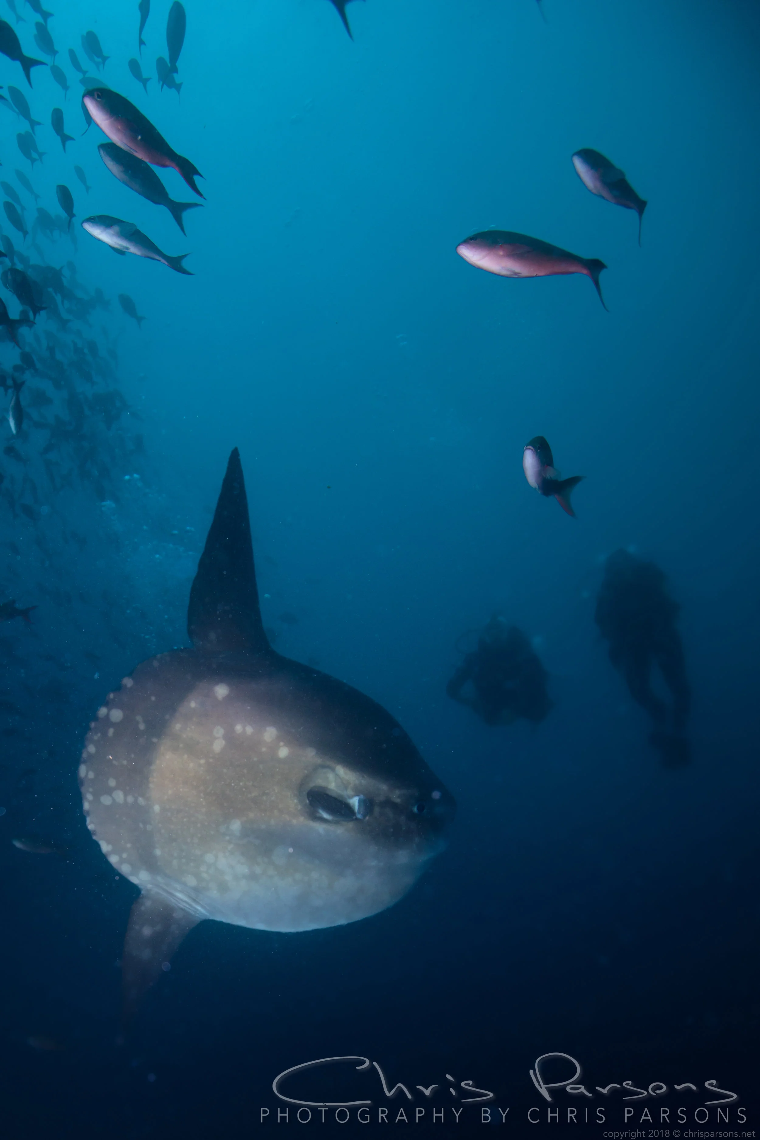 And finally, the Mola Mola….