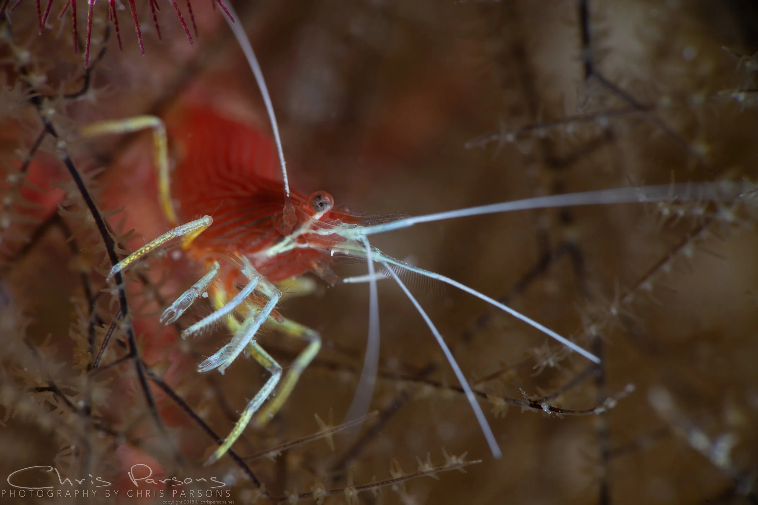 Peppermint Shrimp. Canon 100m macro with Nauticam SMC-1.