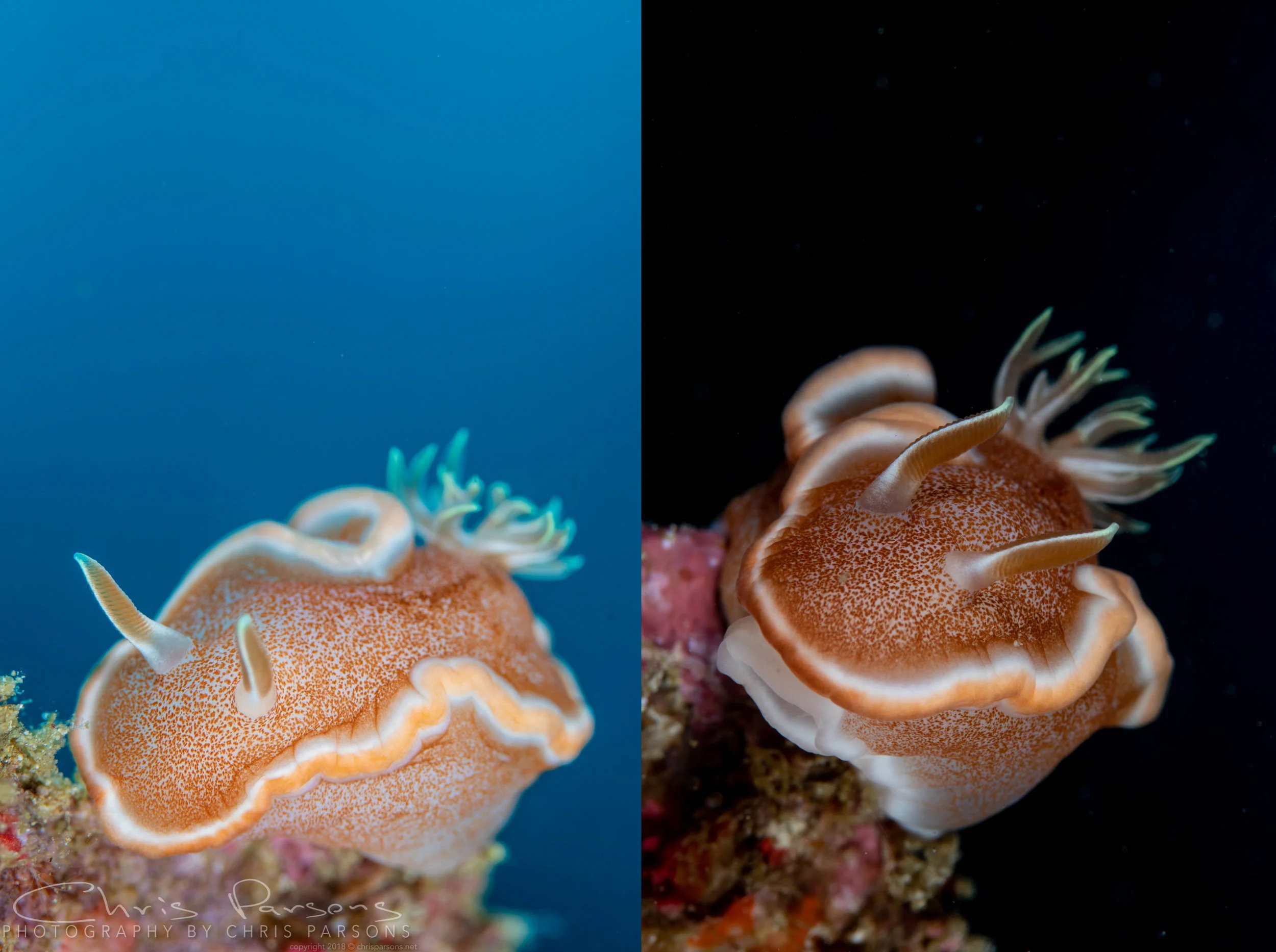Being able to control the background is an important part of underwater photography, and we talk about how to do this in our workshops. Same subject, same time of day, just shot with different camera settings and strobe power.