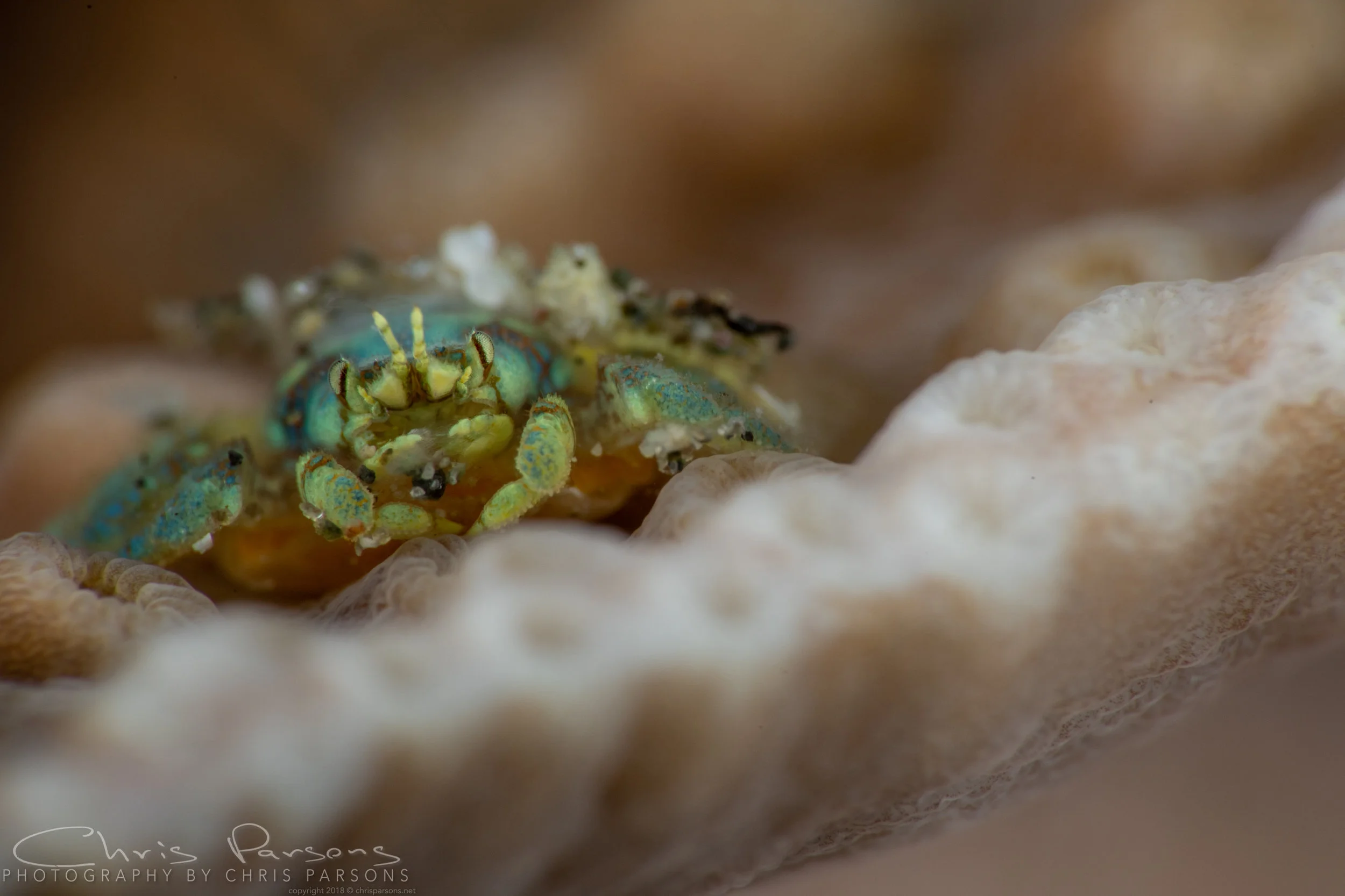 Tiny crab, captured wit the SMC-2.