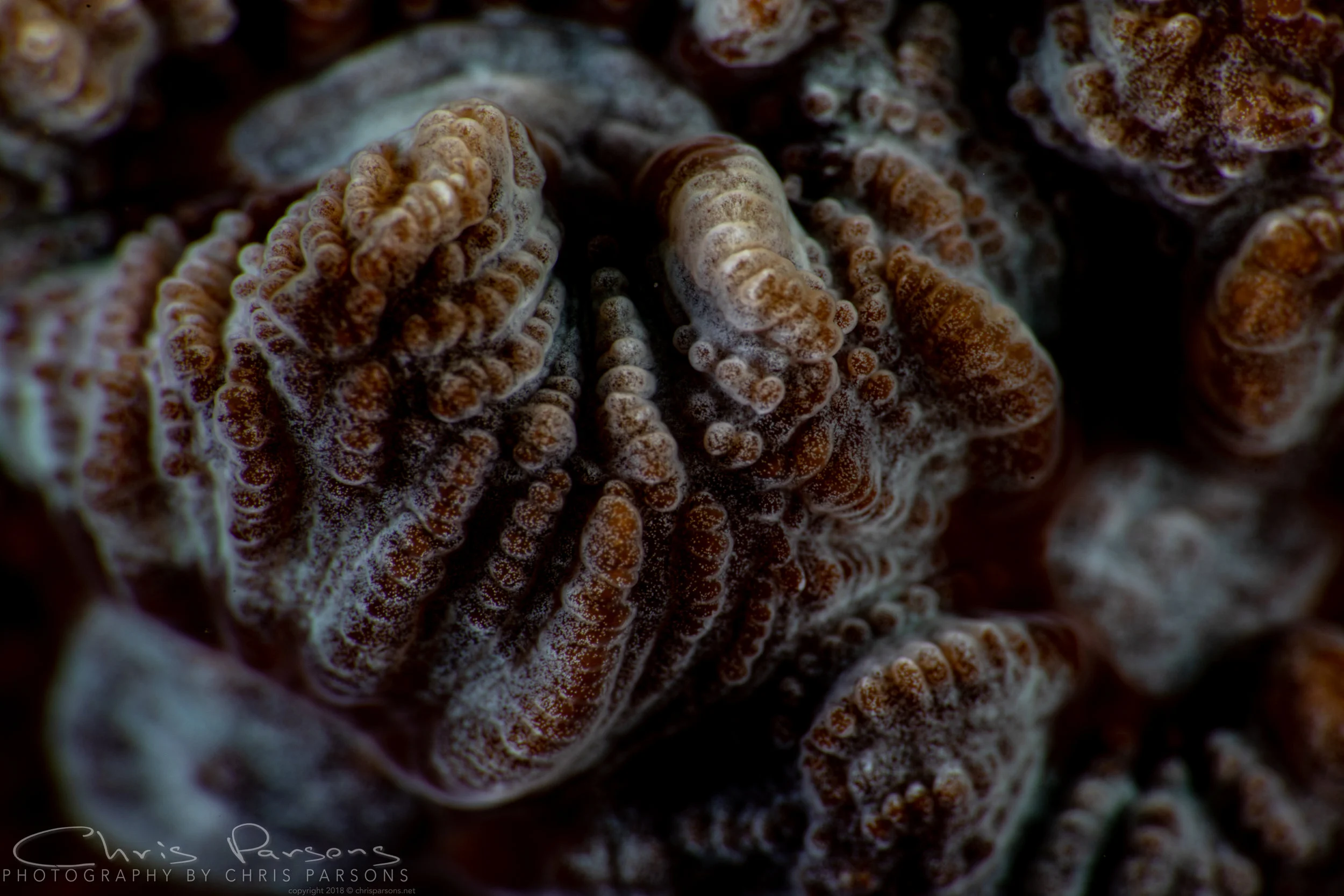 Extreme close-up shot of a hard coral, captured with the SMC-2. This lens is capable of capturing sharp detail even in the corners of the image on this full frame camera.
