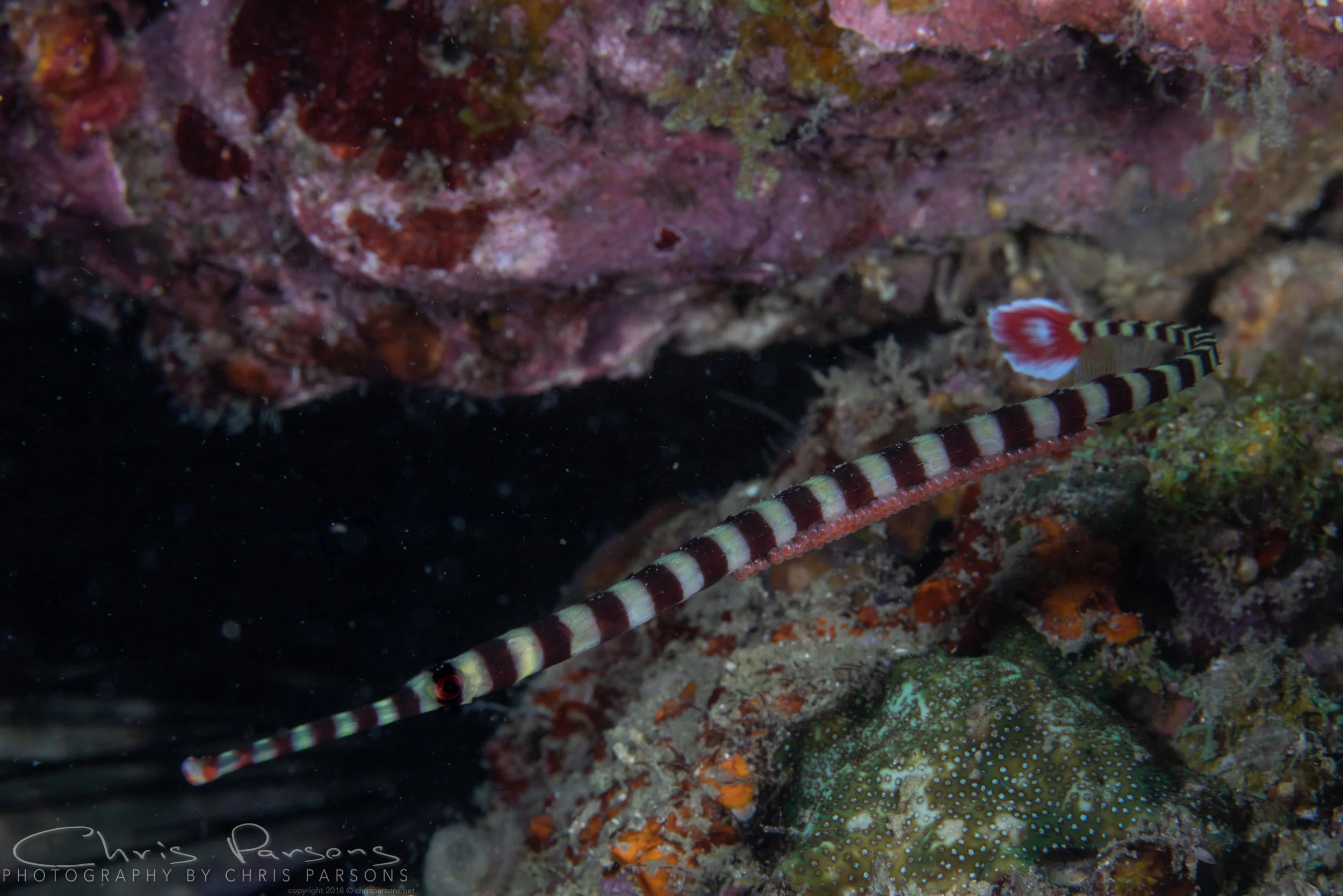 Banded Pipefish with eggs.