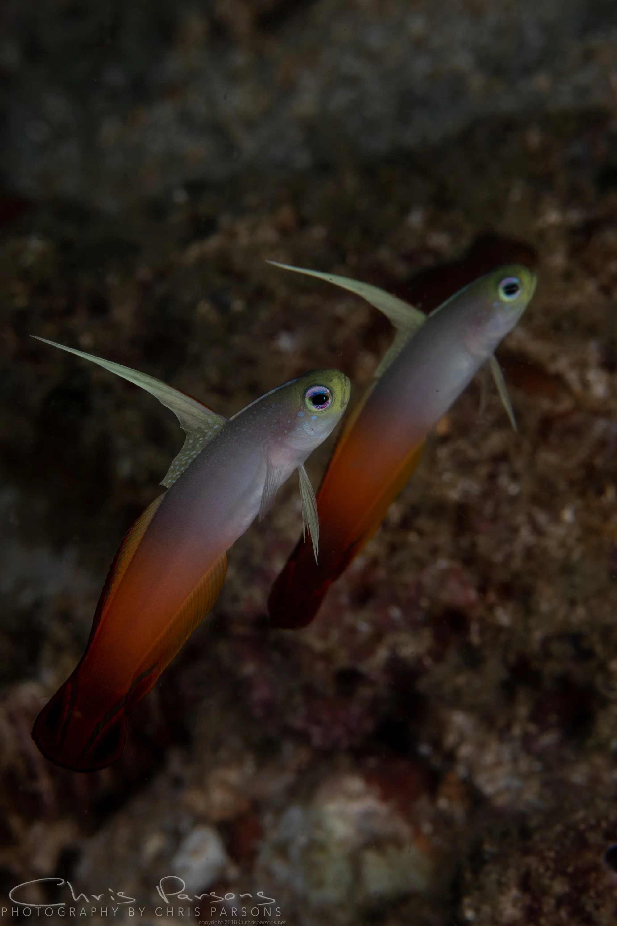 A pair of Flame Gobies.