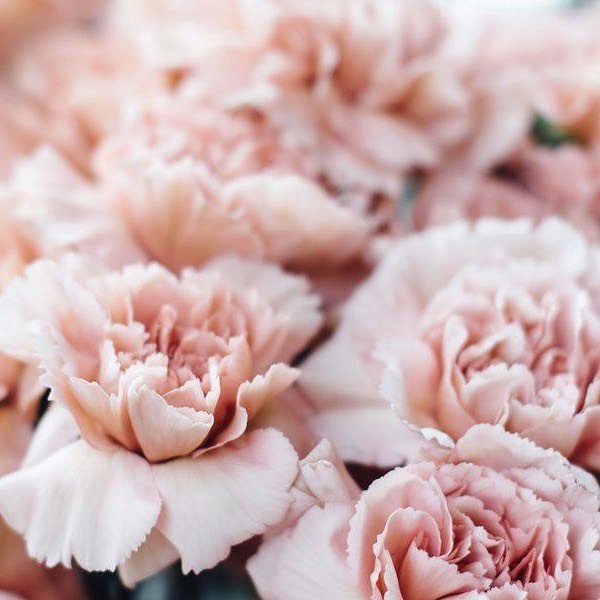 Whether you are a new patient, or one that has been with us for a while... we would like to give you a little gift today. For everyone who comes in to get adjusted on Valentine&rsquo;s Day, we would like to give you a flower to let you know how much 