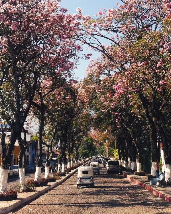 antigua cherry blossoms.jpg