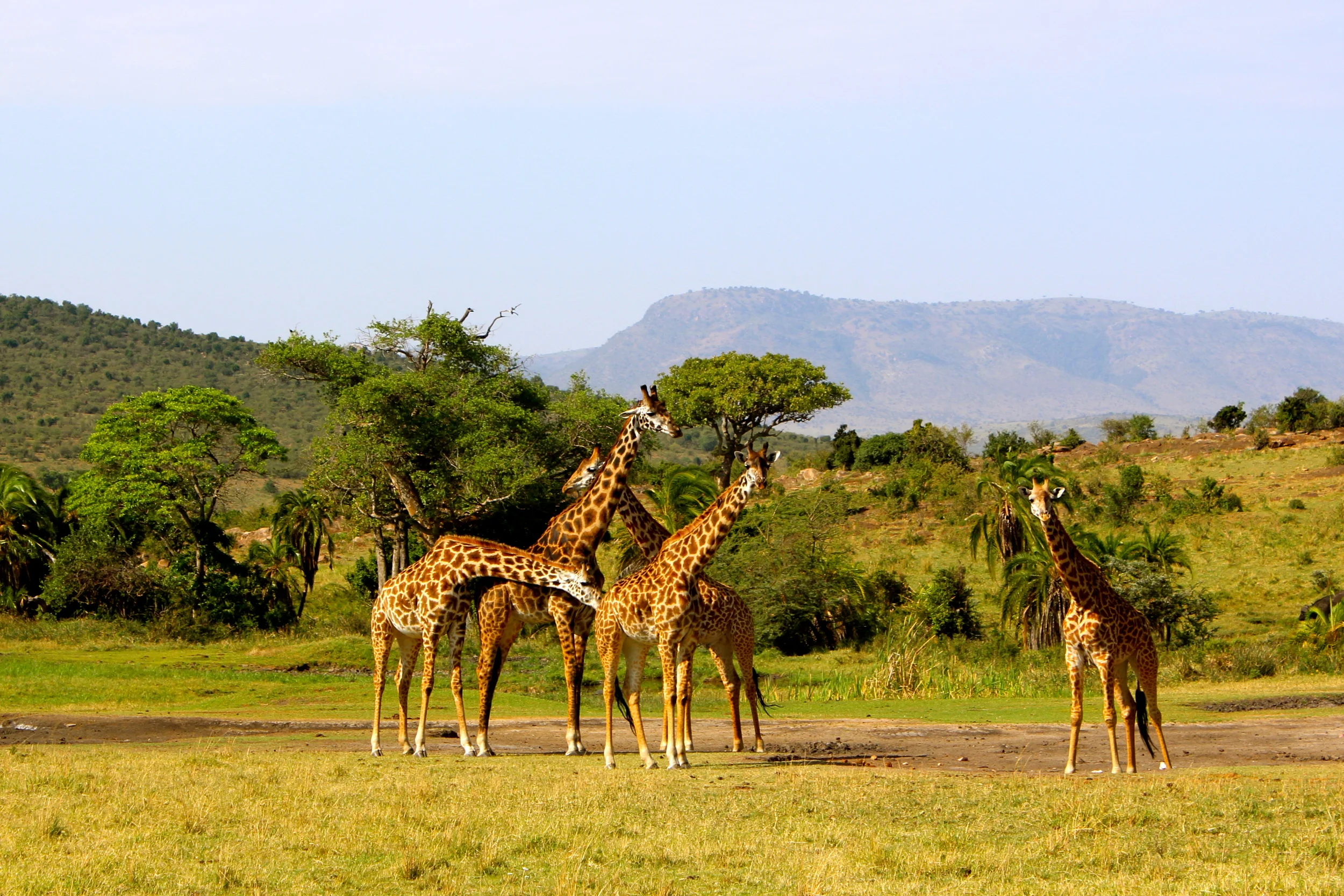 IMG_1358Kenya .JPG