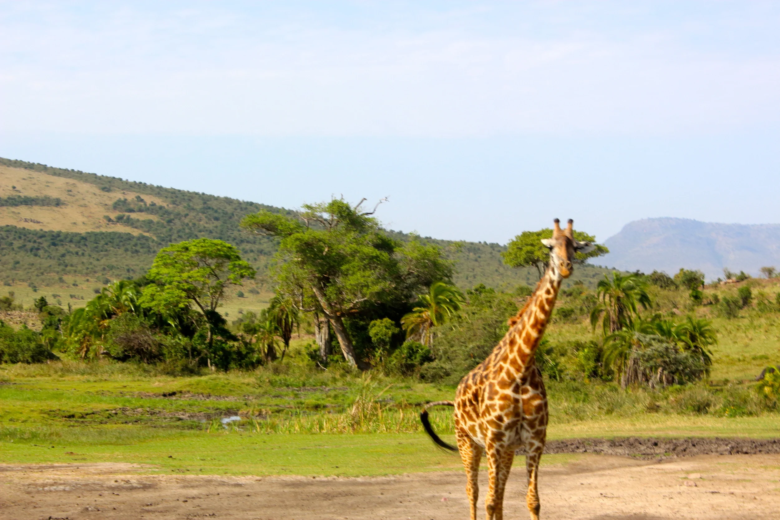 IMG_1370Kenya 3.JPG
