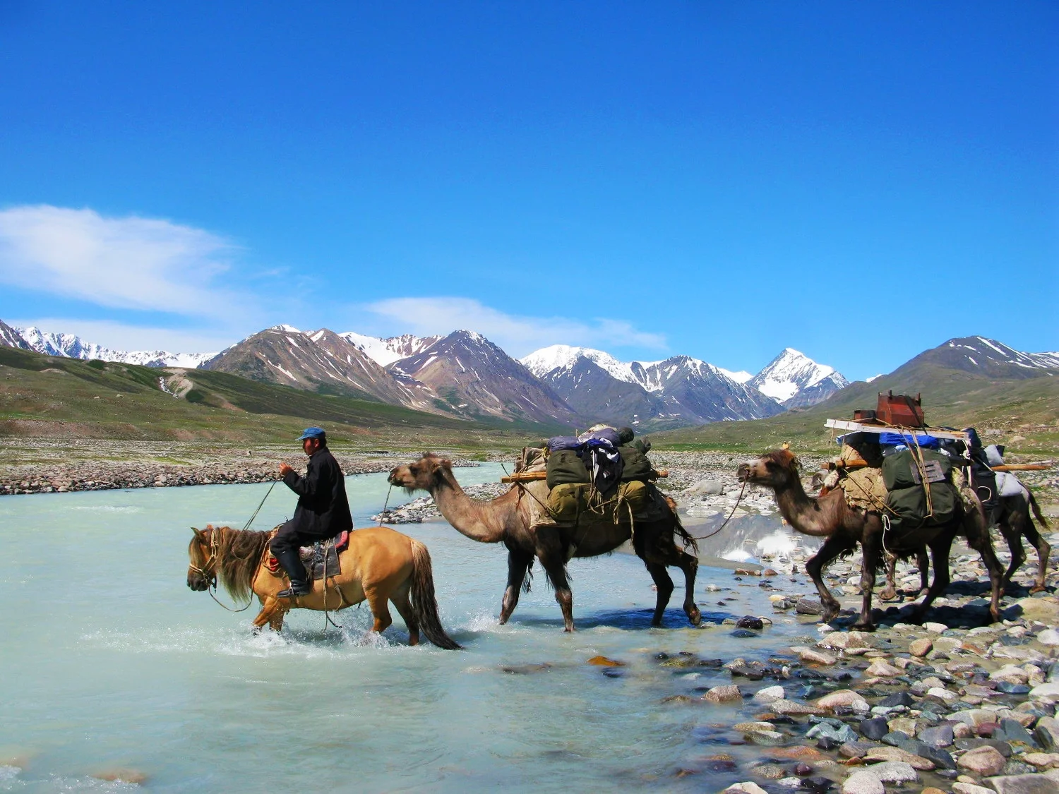 mongolia camel.jpg