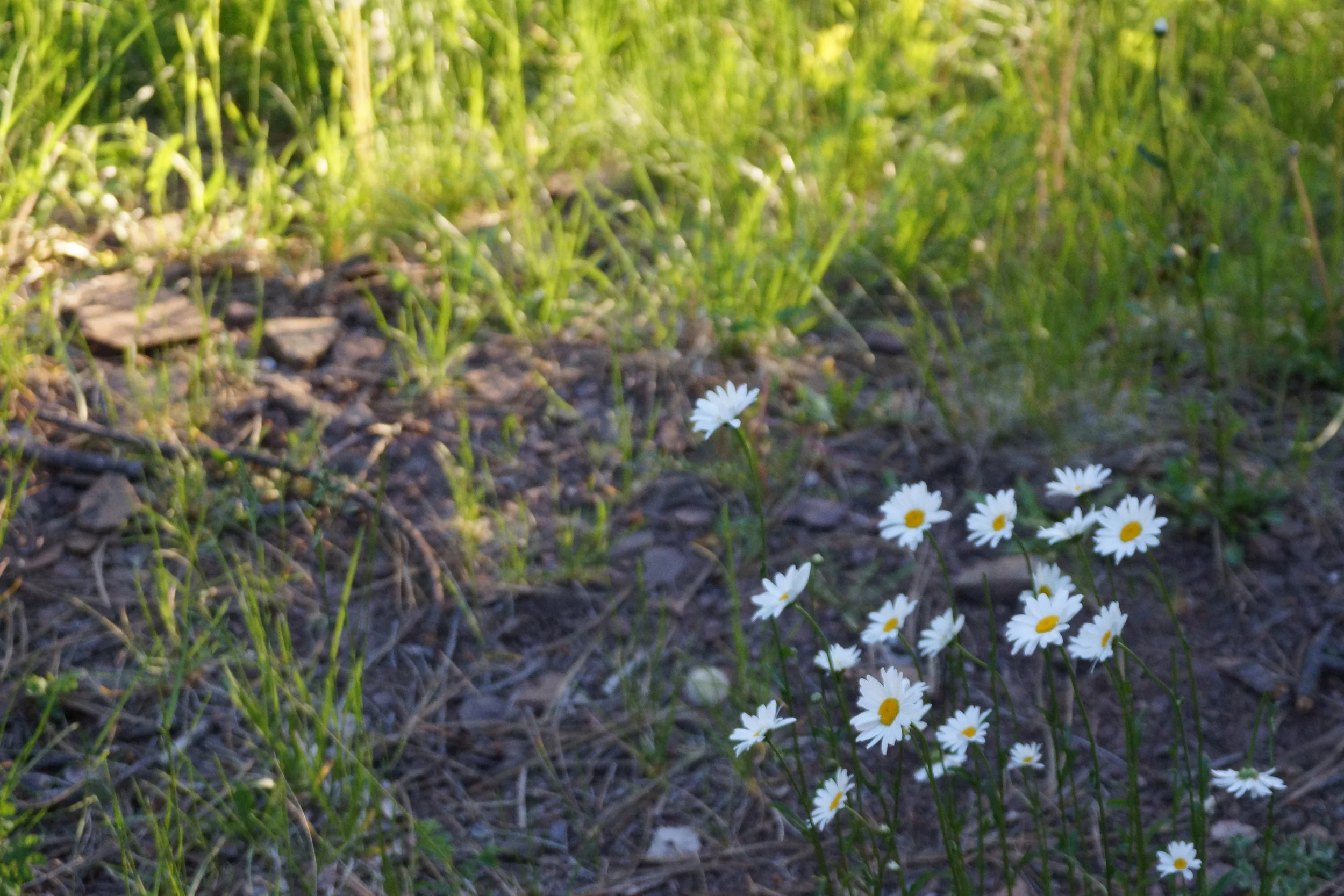 DSC00885.jpg