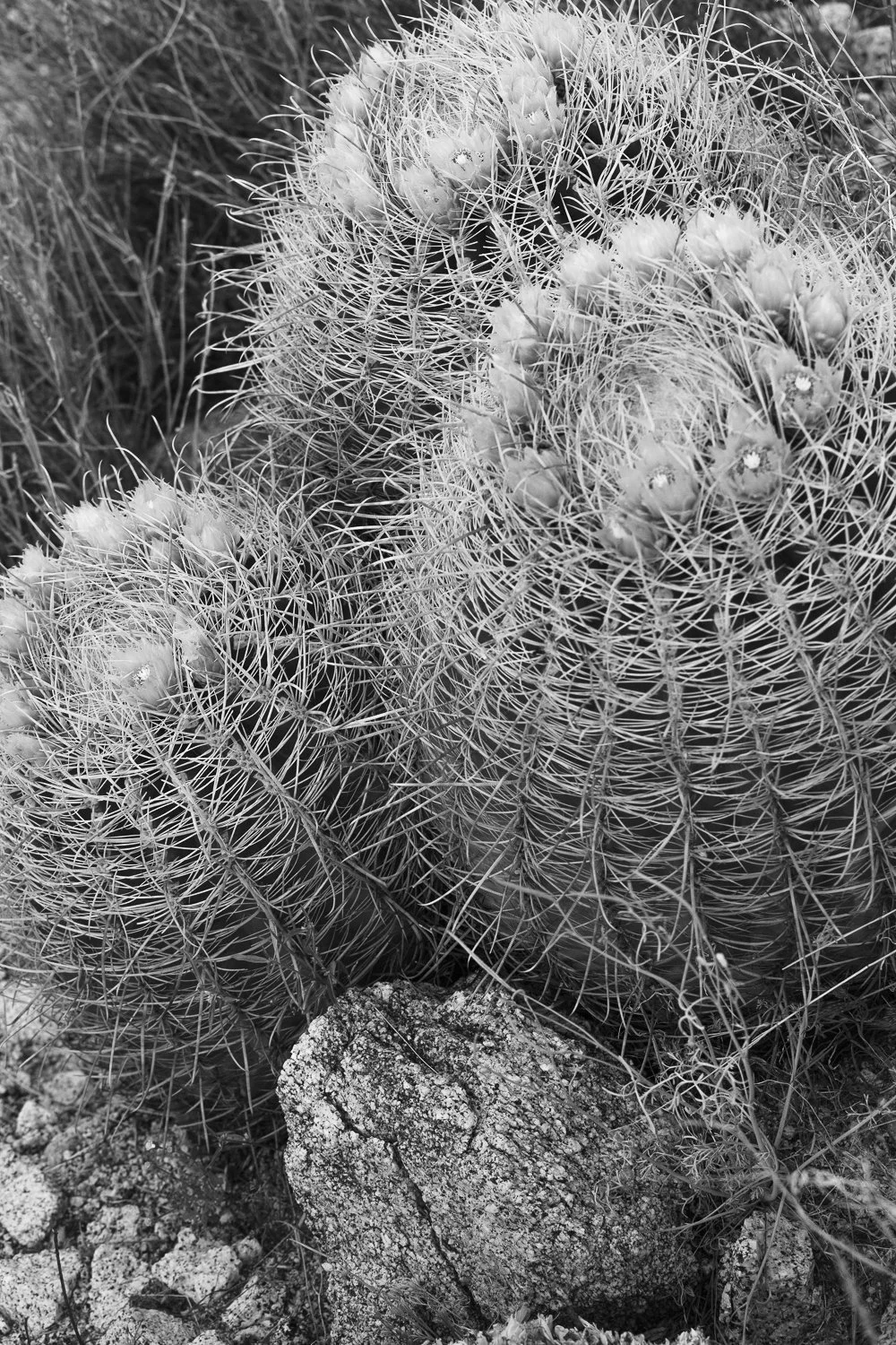 4_Barrels of Fun.jpg