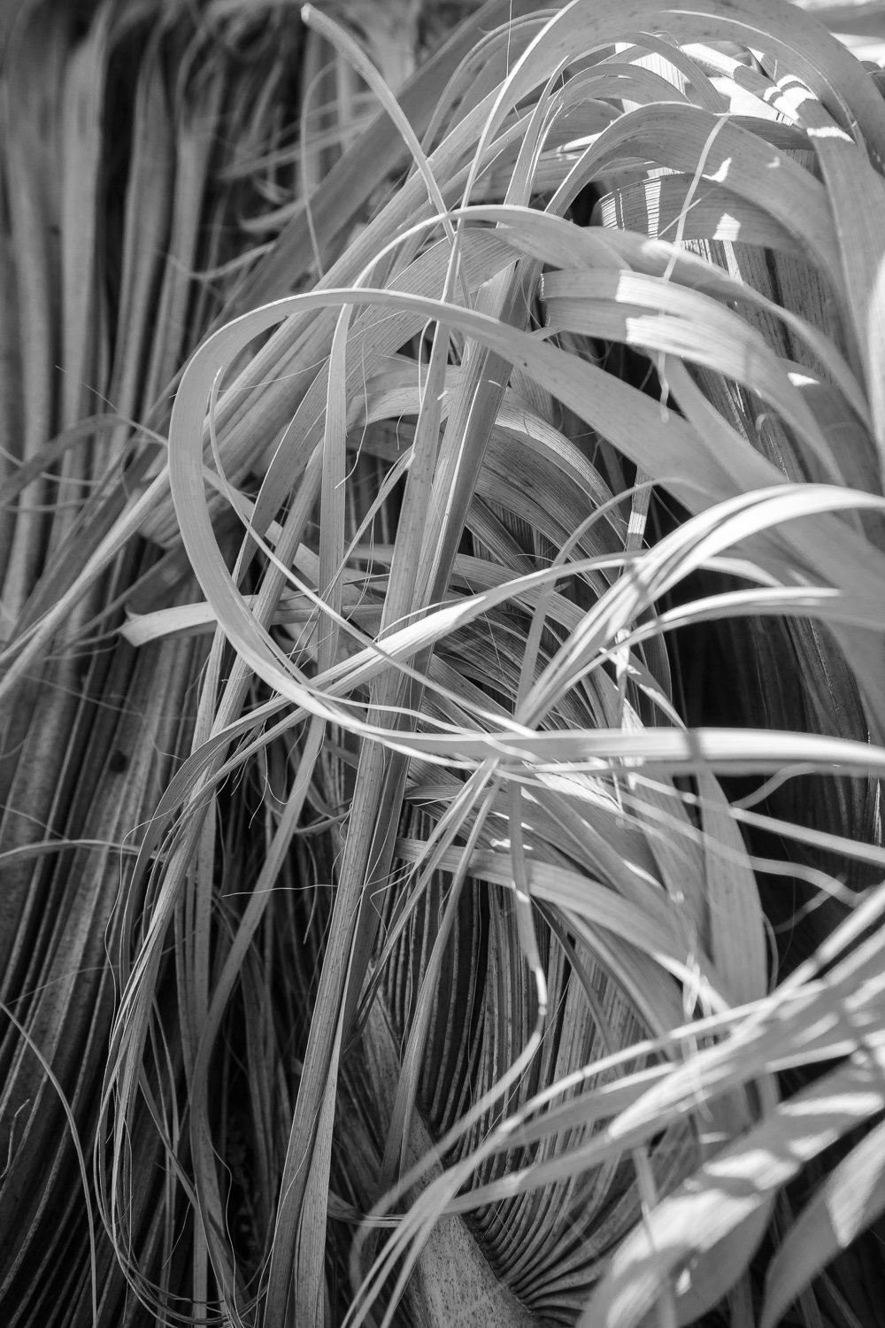 Fan Palm Chaos 1/3 2023 24 x 16 inches