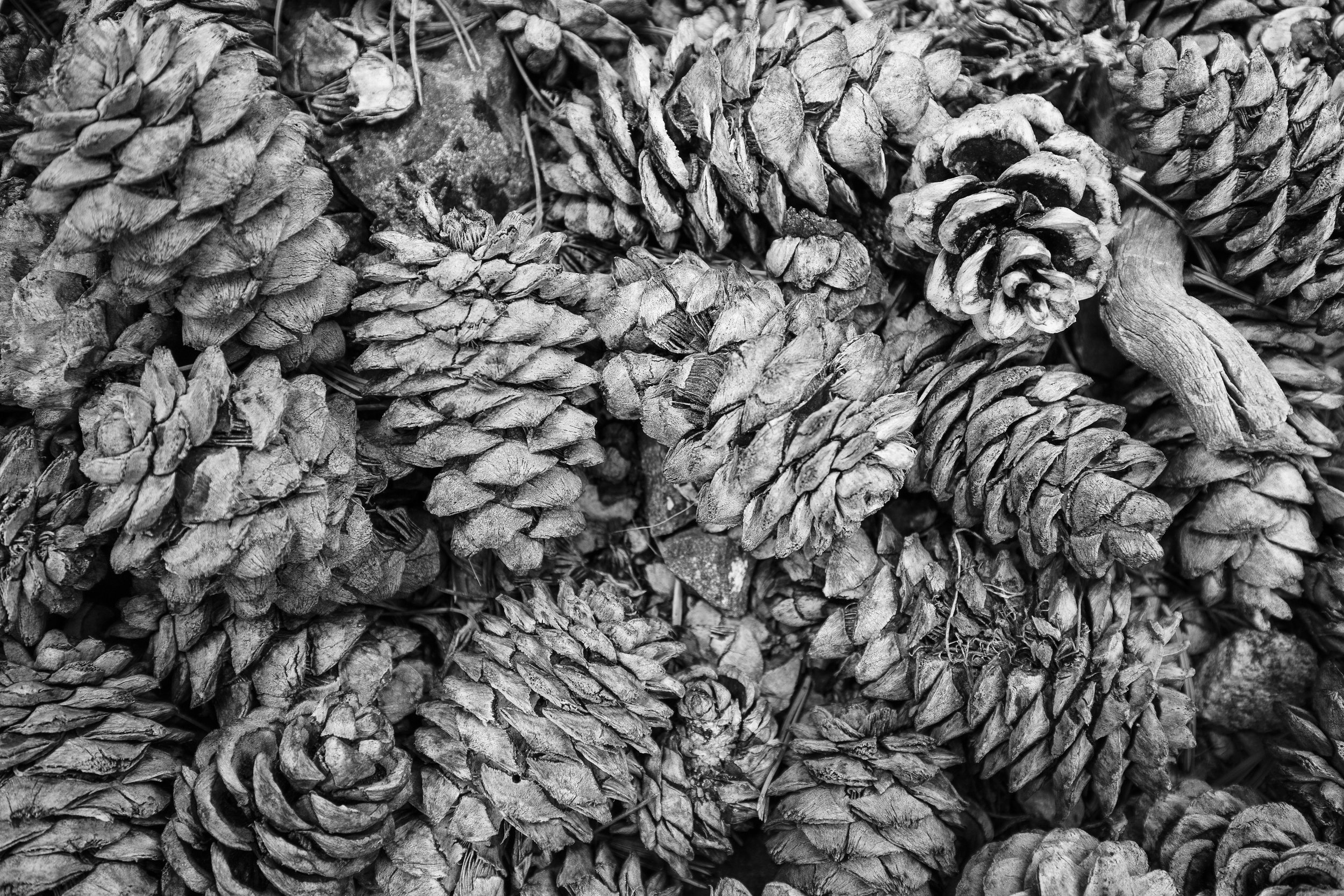 Aging Limber Pine Cones 1/3 2023 8 x 12 inches