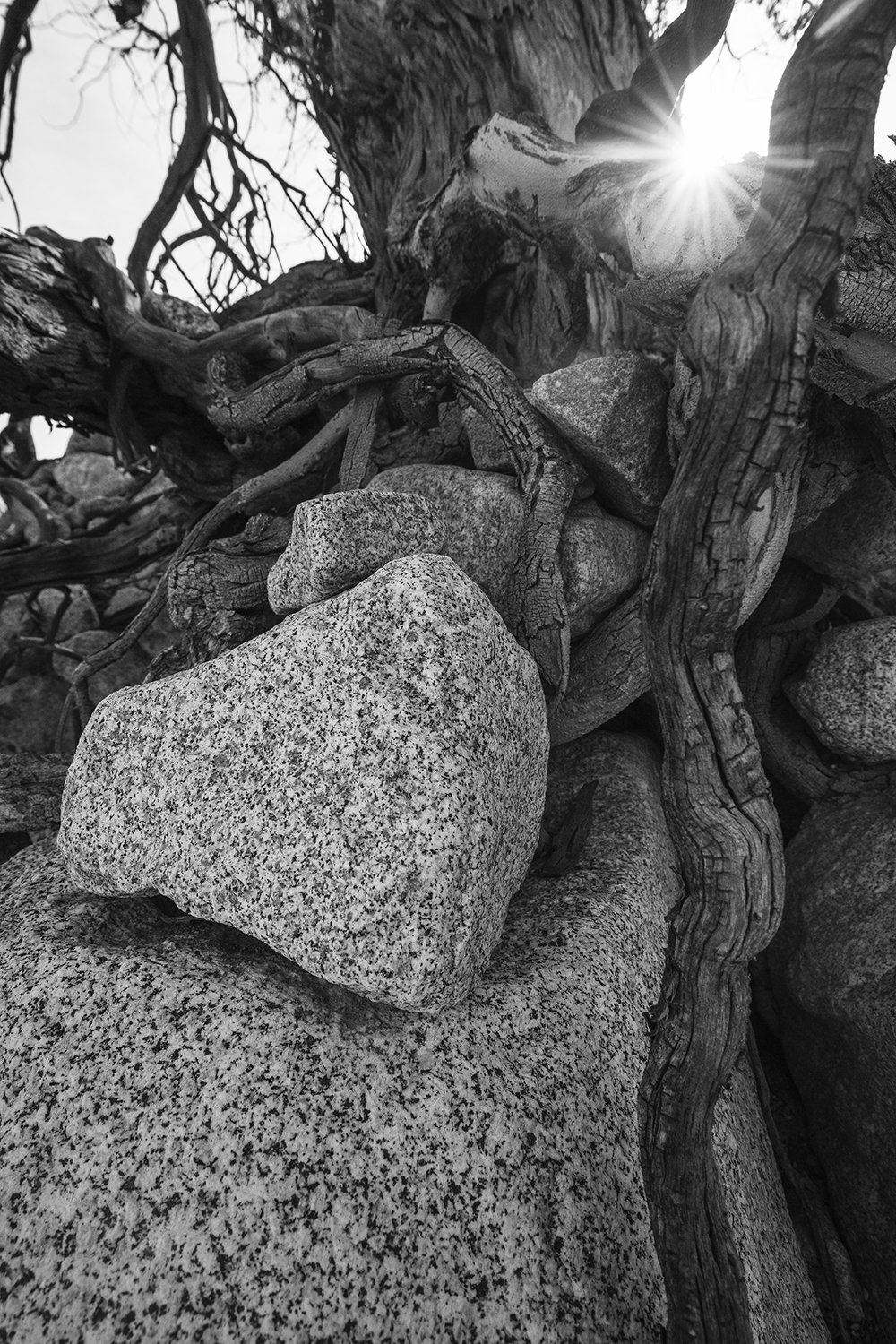 Rocks, Roots, Sunshine 1/3 2024 24 x 16 inches