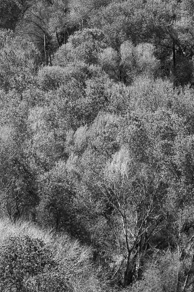 Desert Canopy 1/3 2025 15 x 11 inches w/ border