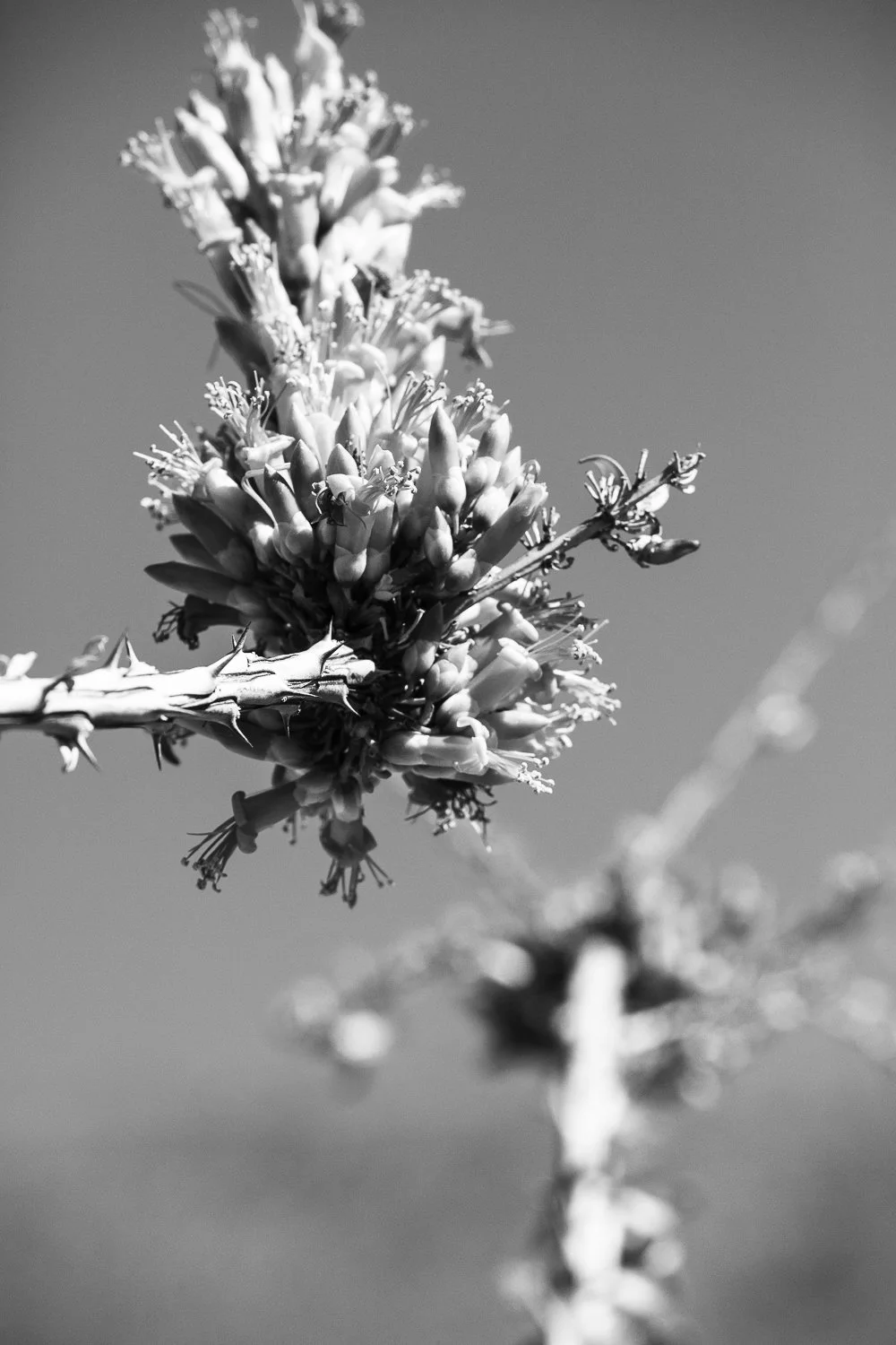 Served on a Silver Platter 2026 10.5 x 14.5 inches w/ border