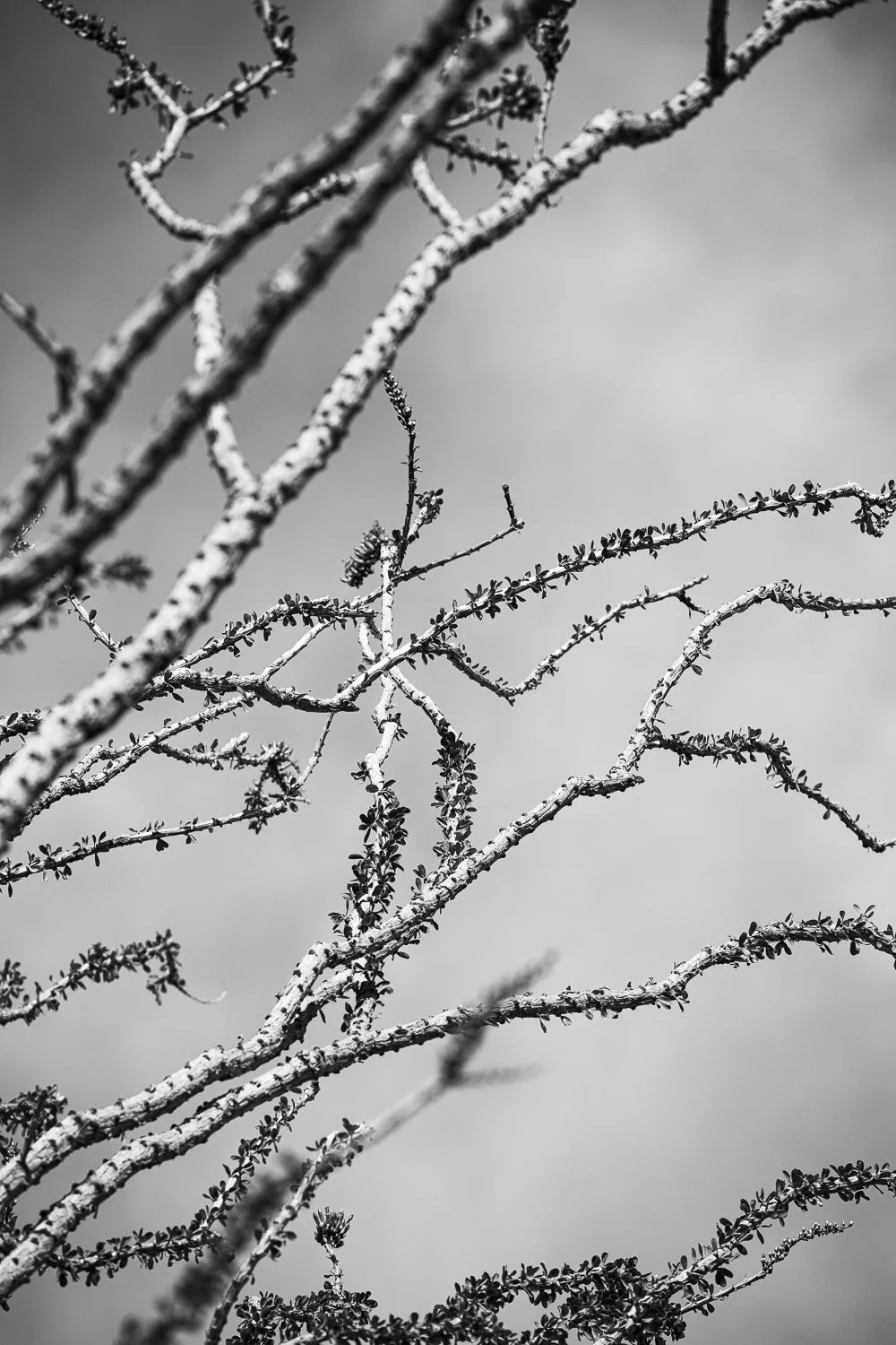 Cholla 2026 10.5 x 14.5 inches w/border